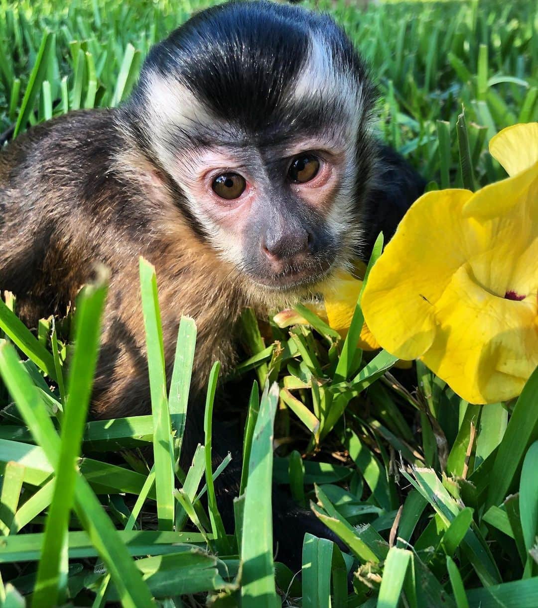 Zoological Wildlife Foundationさんのインスタグラム写真 - (Zoological Wildlife FoundationInstagram)「Our flower child @alayjazwfmiami🌼✨🌞 #amberisthecolorofyourenergy #yellowflower」9月3日 2時19分 - zwfmiami
