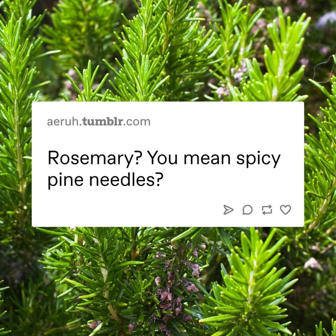Tumblrさんのインスタグラム写真 - (TumblrInstagram)「please give us some mashed potatoes with spicy pine needles⁠ #rosemary #nature #spices」9月3日 2時35分 - tumblr
