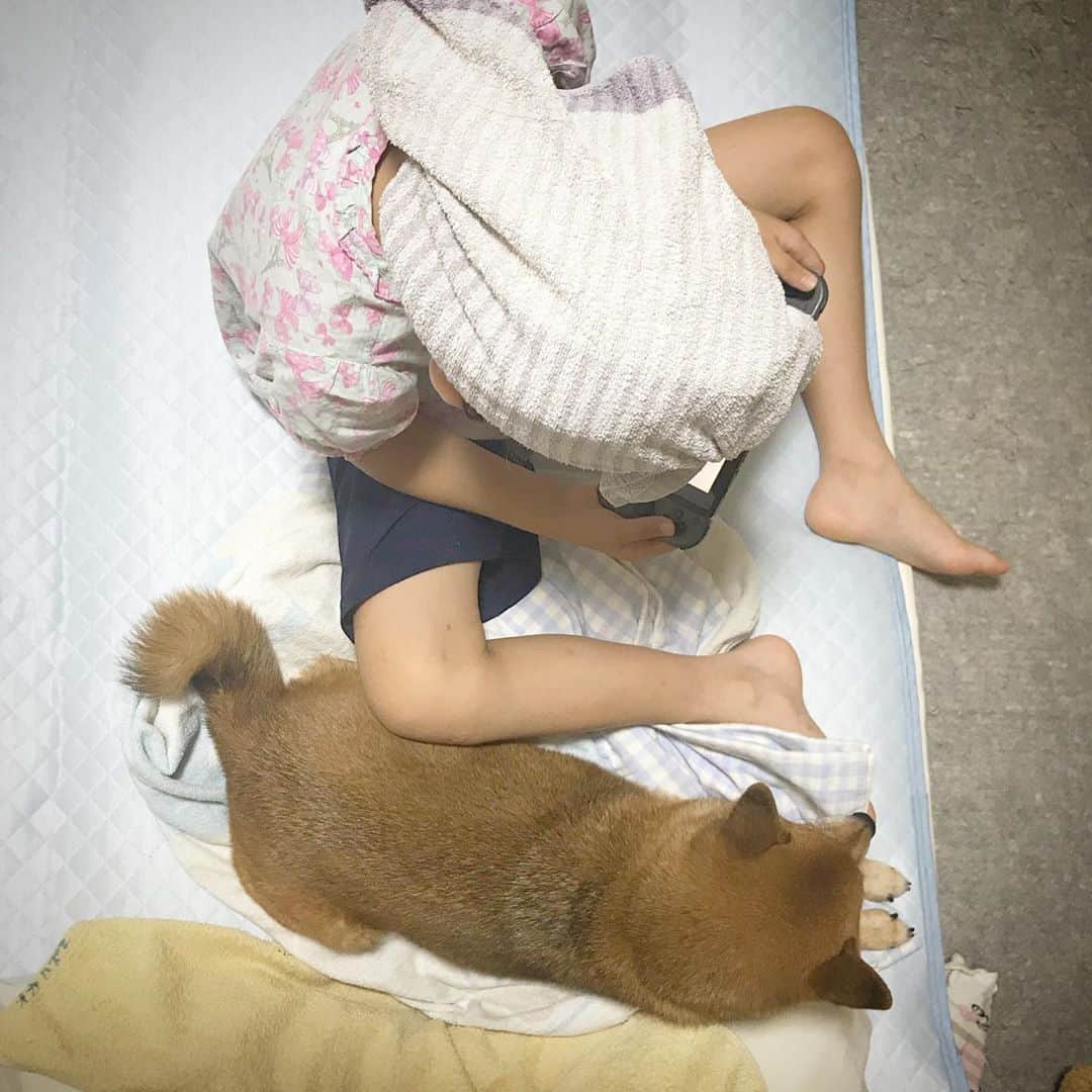 柴犬はなこ Shibainu Hanakoのインスタグラム：「ゲームしてると柴犬がくっついてくるシステム🎮　いつも一緒だわん🐶💕ハイ、娘ちゃん、とんでもないゲーマーです。そのうちプログラミングとかしちゃいそう💦 #shiba #dog #shibainu #柴犬 #犬」