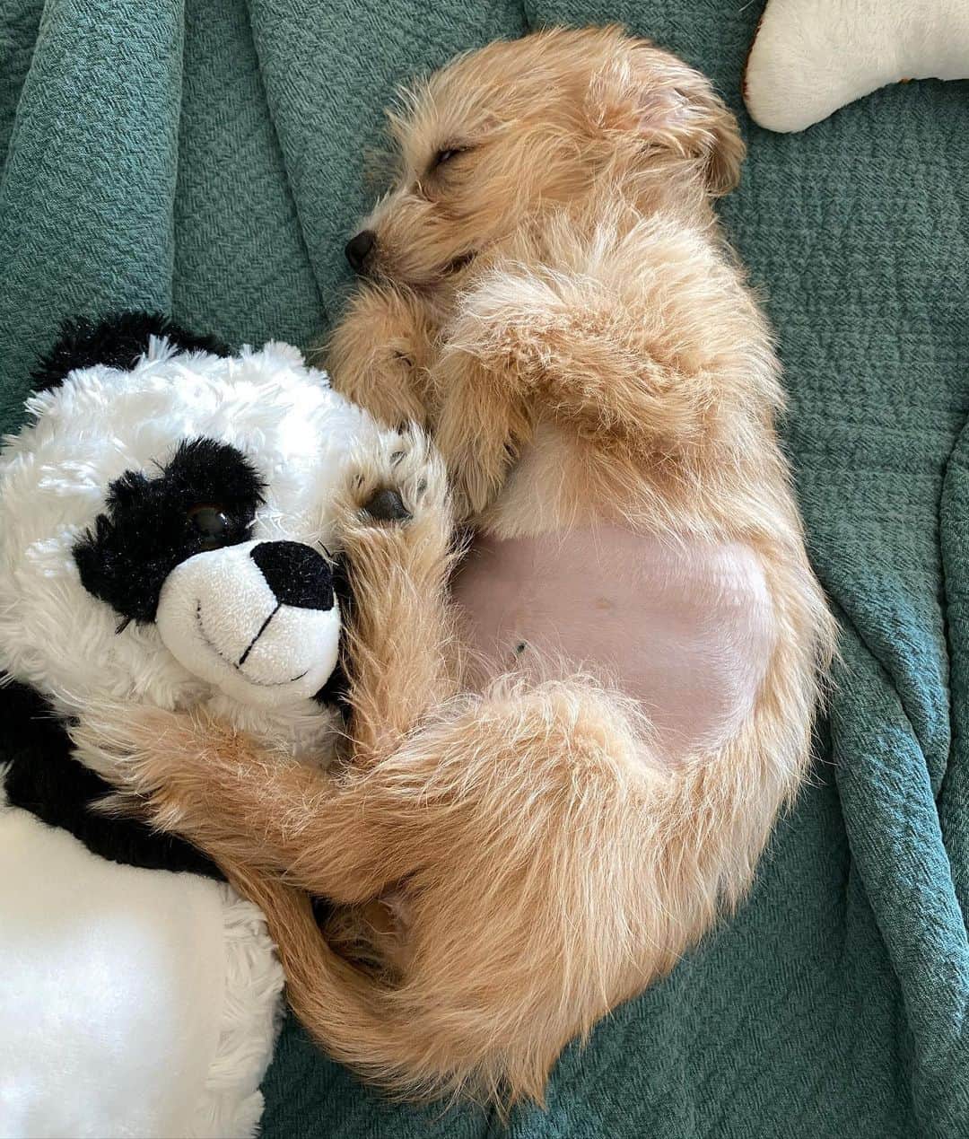 Elizabeth Turnerさんのインスタグラム写真 - (Elizabeth TurnerInstagram)「Please welcome to the world my sweet baby girl Zoe Peanut Turner. Hailing from the high desert of California, sweet Zoe had a lucky start in life. Her angel foster mom and the sweet people at @lastcallk9rescue found her mama pregnant and abandoned on the side of the road in the desert. They swooped up her mom and then Zoe was born days later in the safety of her foster home. I’m so lucky I get to be this girl’s mama. But man potty training is no joke. #adoptdontshop #rescuedog #zoe swipe for some cuteness!!!!」9月3日 3時09分 - elizabethcturner