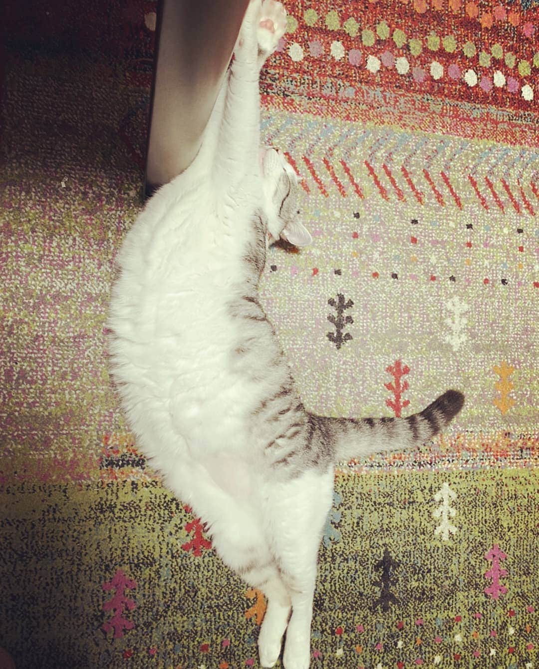 藤純さんのインスタグラム写真 - (藤純Instagram)「実家の猫。 ぽんぽこりんの梅ちゃん。」9月3日 3時56分 - fujijunrox