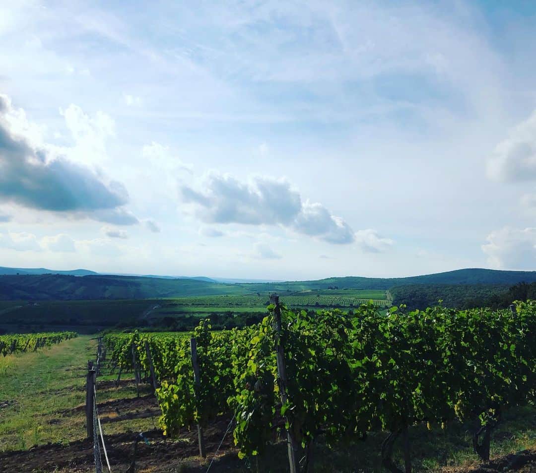 のインスタグラム：「Mai @tokajwineregion felfedezés!!! #tokaj #tokajwineregion」