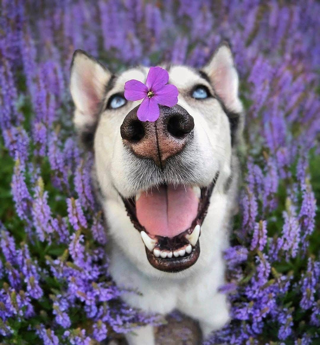 8crapさんのインスタグラム写真 - (8crapInstagram)「Enjoy this flowery boop 👆 - 📷 @2husketeers - #barked #barkedboop #dog #doggo #Husky」9月3日 5時00分 - barked