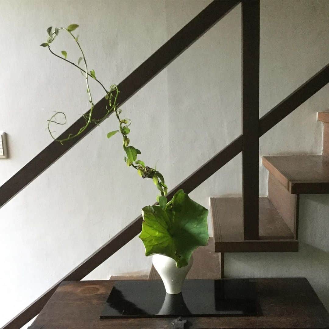 ヒロミチナカノさんのインスタグラム写真 - (ヒロミチナカノInstagram)「蓮に蔦が絡まって..いました.. #flowers  #flowerinstagram」9月3日 5時40分 - hiromichinakano_official