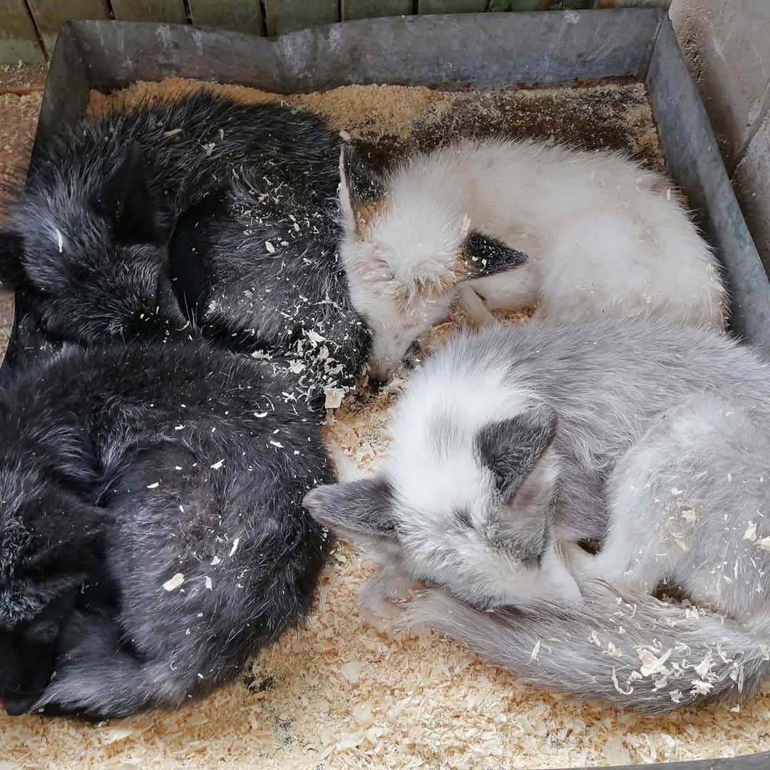 Rylaiさんのインスタグラム写真 - (RylaiInstagram)「Panda & Her Pals Project: Yuri and his snuggle pals!  . Yuri is that fluffy platinum color fox in the front right, curled up.... sleeping with his friends during a rainy day at the Institute.  . Yuri has been Sponsored and given a name.  We have received funding through our fundraisers, sponsorships, Steph’s Sweets, Photoshoots with Anabel, and a matching donor to bring 5 of the foxes, but we need to raise enough for 4 more.  . We are currently running the adorable fox and owl succulent planters fundraiser., organized by @novacharle. We will have these for purchase at the center and on-line.  . We won’t leave any foxes behind. We just cannot. We will continue to fight to raise enough money for all of them.  We Will NOT leave any fox behind!!! . We are working on building a bigger  enclosure for these babies. If you are a contractor or fencing company and willing to help support us in building an amazing indoor/outdoor enclosure, please reach out.  . If you are interested in volunteering to help develop and conduct our educational programs, our enrichment activities for the animals, help with fencing and construction, or with encounters- please message us. We require a 6 month commitment and an on boarding program.  We are getting super busy and need more hands on deck!! . Fox Planter fundraiser link:  https://www.siberiancupcakes.com/merchandise/foxplanters . . . #foxy #russian #ppp #volunteer #fencing #construction #interiordesign #enrichment #sheds #dyi #fromrussiawithlove #panda #yuri #platinumfox #sweetboy #sleepy #rainy #fundraiser #foxplanters #fundraisingideas #jabcecc #photoshoots #suppoetlocal #sandiego #buildit #hgtv #animalcribs  . @_.stephssweets._ @anabeldflux @novacharle」9月3日 5時57分 - jabcecc