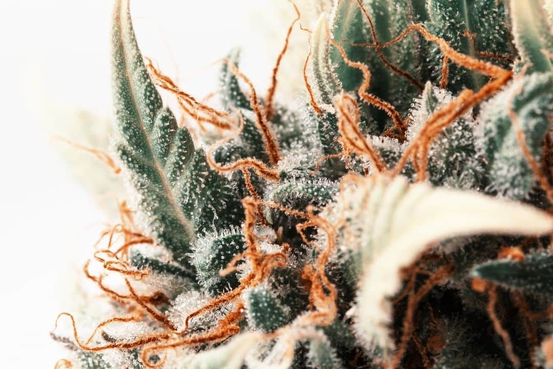 Discoveryさんのインスタグラム写真 - (DiscoveryInstagram)「Notice the white looking fuzz or hair on the marijuana plant? They are called trichomes. At @belushisfarm, @jim_belushi and his team of farmers will know a marijuana plant is ready to be harvested when the trichomes get darker and turn into an amber color. See how the harvest fares tonight at 10p on the season finale of #growingbelushi!」9月3日 6時00分 - discovery