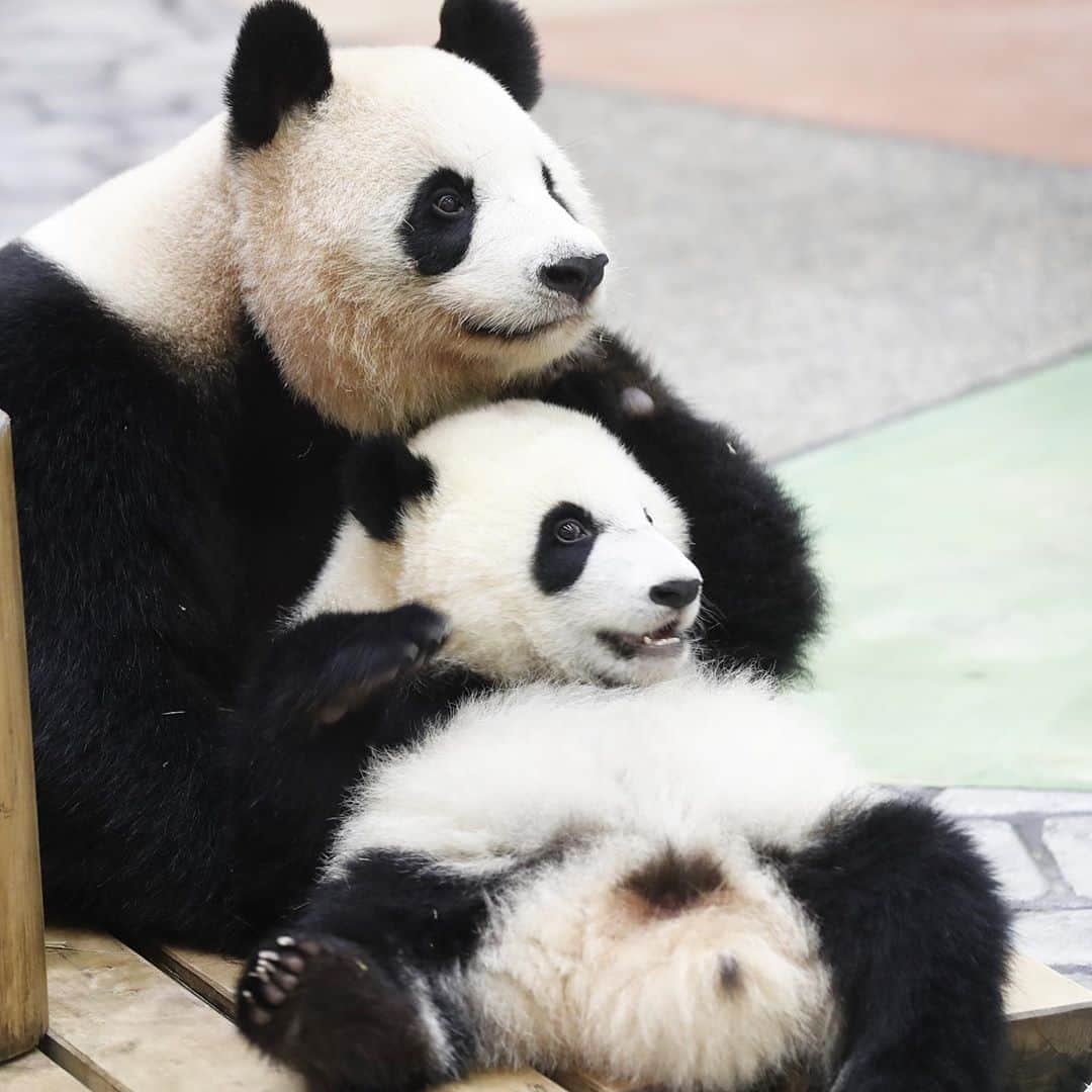 パンダ（白浜）さんのインスタグラム写真 - (パンダ（白浜）Instagram)「#彩浜 🌈 in Mom 2️⃣0️⃣1️⃣9️⃣ sweet days #photography  #adventureworld  🐼😊🐼  #ADVENTUREWORLDPANDAS #baby #HELLOLITTLE #pandamental #hellopanda #ハローリトル #ハローパンダ #パンダグラビア #パンダ　and #panda #pandababy 🐼🐼🐼」9月3日 6時11分 - hellopanda_book