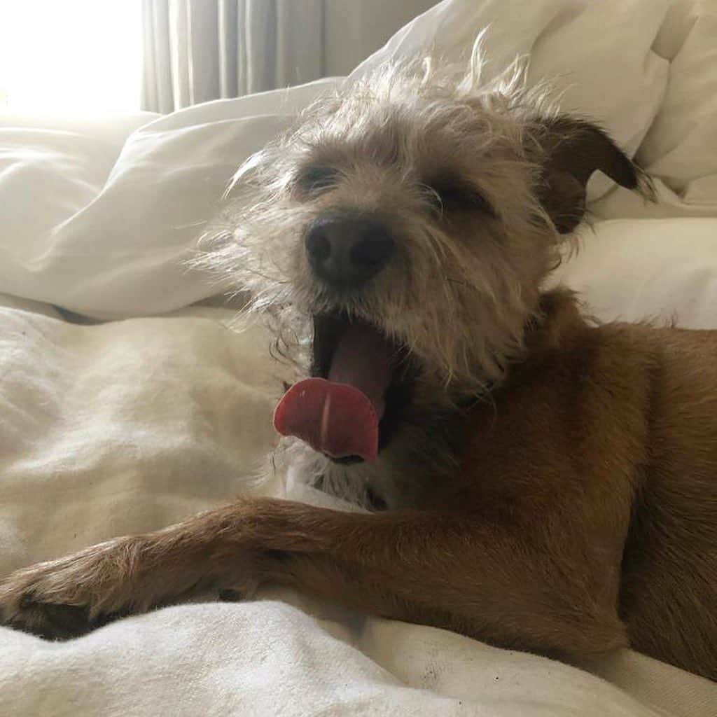 FKAツイッグスのインスタグラム：「no you haven’t hun she’s right here lol but also whose dog have you got?」