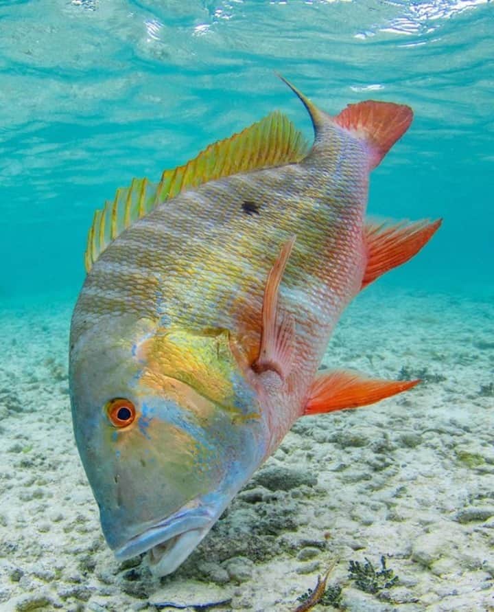 Costa Sunglassesのインスタグラム：「Snapper in the skinny. 📷: @sport_fish_gallery #SeeWhatsOutThere #BornOnTheWater」