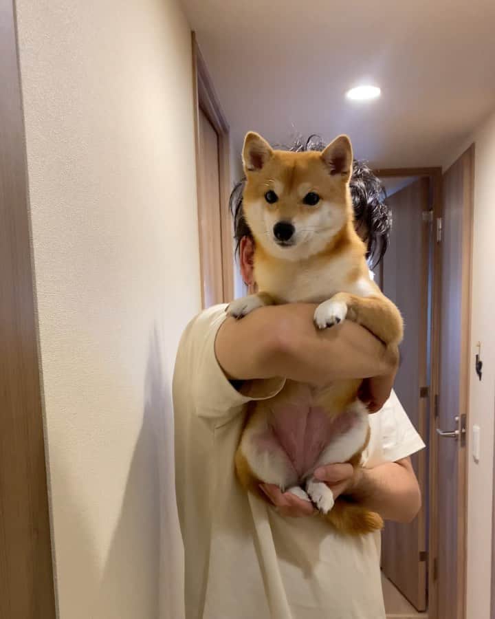 豆柴にこちゃんのインスタグラム