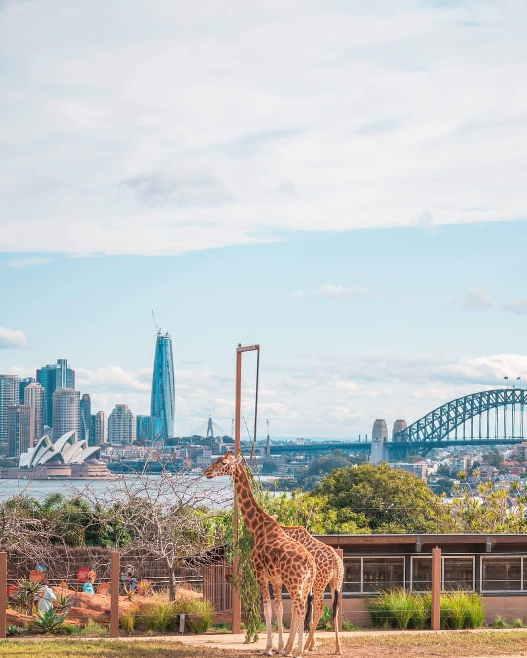 タロンガ動物園さんのインスタグラム写真 - (タロンガ動物園Instagram)「Spring has most definitely sprung in Sydney! ☀️☀️  Hats off to @changingtides__ for capturing this incredible shot! #forthewild #australia #seeaustralia #tarongazoo #tarongazoosydney #visitnsw #forthewild #visitnsw #australia #sydney #beautifuldestinations #sydneygems #ig_australia_ #earthfocus #loveNSW #NewSouthWales #magicalmoments #tripmoments #visitnsw #wearestillopen #africa #savannah #giraffe @sydney @visitnsw @australia @awpcreativemedia」9月3日 7時00分 - tarongazoo