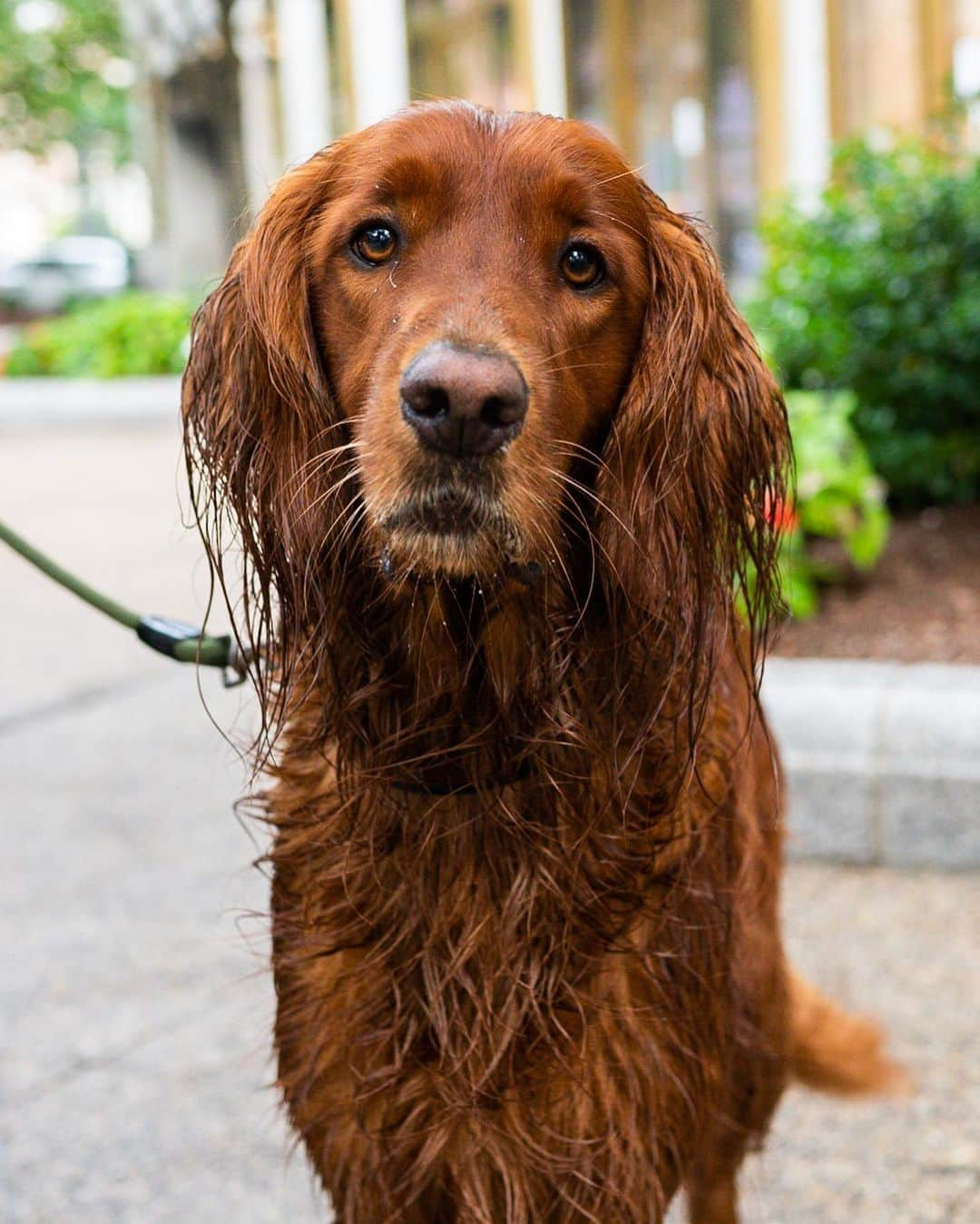 The Dogistさんのインスタグラム写真 - (The DogistInstagram)「Oliie, Irish Setter (3 y/o), Newbury & Dartmouth St., Boston, MA • “He’s always looking for pizza.”」9月3日 7時12分 - thedogist