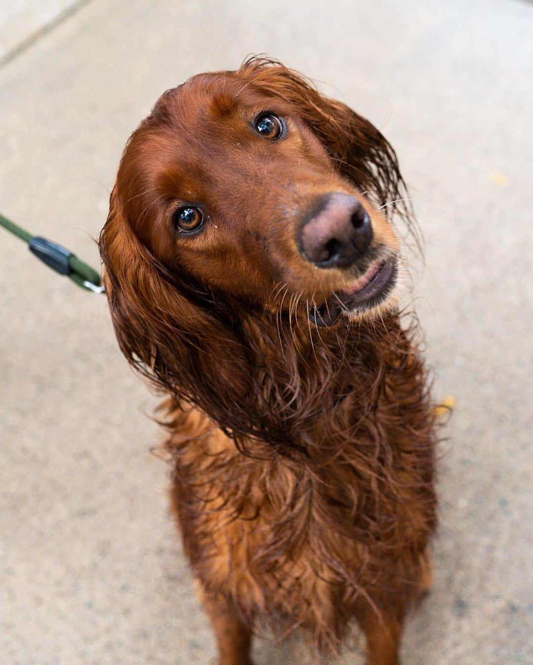 The Dogistさんのインスタグラム写真 - (The DogistInstagram)「Oliie, Irish Setter (3 y/o), Newbury & Dartmouth St., Boston, MA • “He’s always looking for pizza.”」9月3日 7時12分 - thedogist