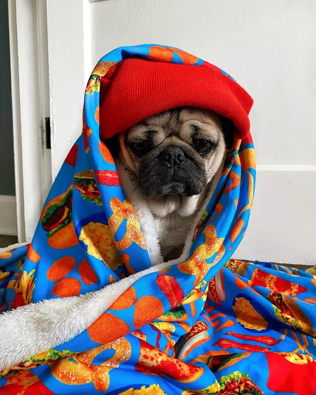 itsdougthepugさんのインスタグラム写真 - (itsdougthepugInstagram)「“I basically live in my blanket now” -Doug」9月3日 7時56分 - itsdougthepug