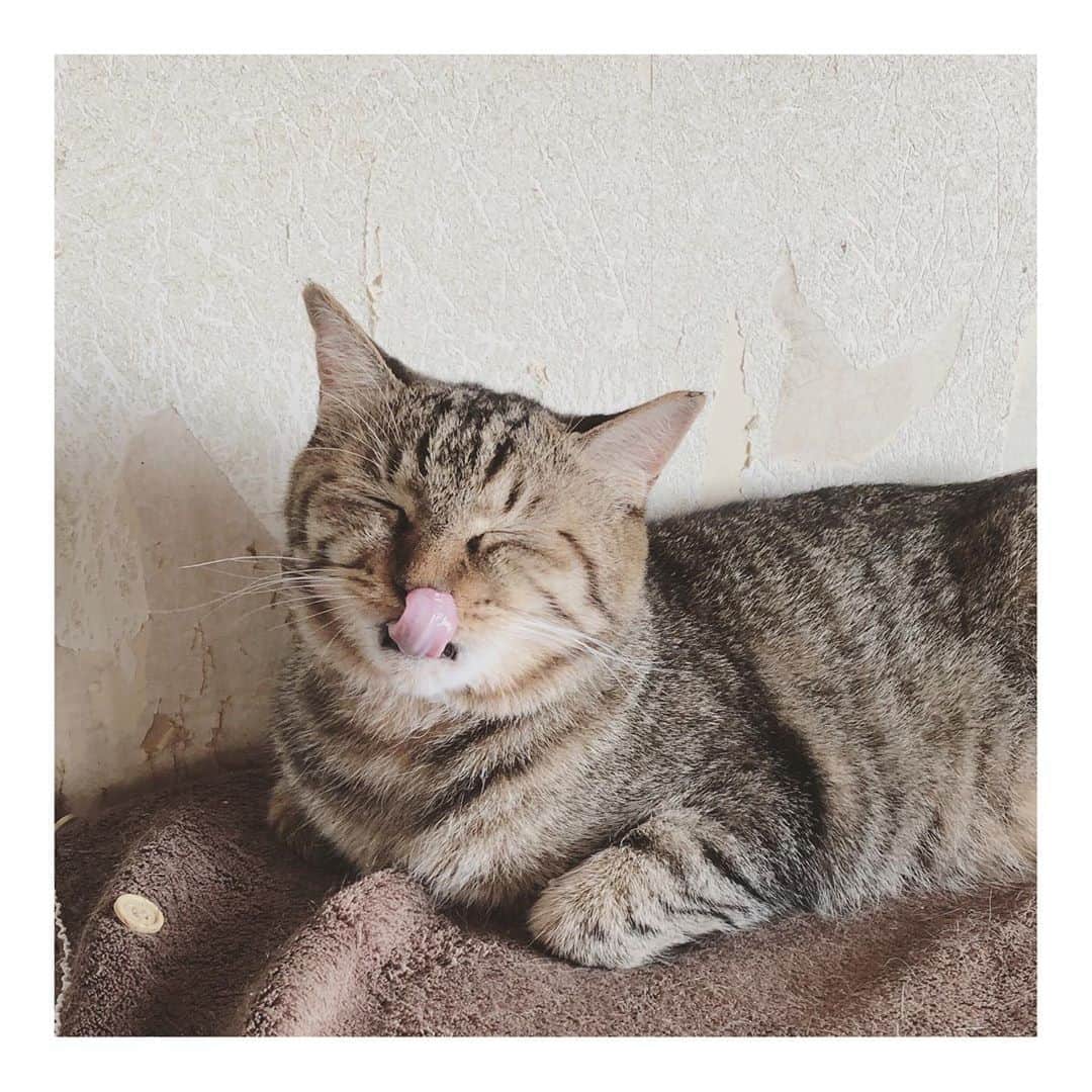 こむぎのインスタグラム：「* ししくんのこと😸 今も崩壊現場で過ごしているししくん。 この現場の中で怖がり度ナンバーツー(ナンバーワンはかもめ😂)なのですが、先日あれ？あれれ？すんごく触らせてくれるし、喉がゴロゴロ鳴ってる〜〜！！となりました😂  近寄ると逃げるし、シャーもしている子でしたが(手は出ないけど)、青井さんが以前よりちょこちょこししくんのことを触ってくれていて、私は1〜2秒くらいしか触らしてくれなかったのに、急にめちゃくちゃ触れる〜っとなってビックリでした😂 さすが青井さん👏👏👏  よしよしすることに夢中になって動画が撮れなかったので、写真と動画はその前に撮ったちゅーる姿です🤗  慣れそうにない子も、猫の頭数だったり、人間が側にいることで慣れてくれるんだなぁと😢  岐阜の崩壊現場はピーク時には70匹。私たちが入った頃は40匹あまり。 数々の団体さん、ボランティアさんたちが諦めてしまい、放置されていた状態でした…。 足りていない猫用トイレ、糞尿で汚れた部屋、腐った床、餌は床にバラまき、飲み水がなくなっていることもありました。 はじめに入ったボラさんたちが諦めずに最後までちゃんとやってくれていれば、ここまで口内炎が酷くならなかったんじゃないかとすごく憤りを感じましたが、助けないといけない子たちはここだけではないので、最後まで助けることが出来なかったんだと思います。 最初は家の外まで臭いが漏れてましたが、今は臭いもかなりマシに✨おトイレもちゃんと出来てるし、部屋でゆっくり猫たちと過ごすことができます😊 抜歯手術が必要な子たちもすべて手術を終えることができました👏  そんな現場も昨年から10月から(ワクチンだけ先に9月に)レスキューに入って、残り6匹！ ただ私の家には4匹、青井さんのお家には3匹、愛知岐阜の預かりさんたちのところに5匹、関東に3匹引いてきているので、合計21匹が本当の家族との出会いを待っています。  通常私でも成猫の譲渡には半年くらい時間がかかります。 成猫となると子猫に比べ里親さんが見つかりにくいので…😭 この現場は通常のスピードと比べて1年のうちにかなりの数を里親さんへ繋げられた方だと思っています🙇🏻  現場のお掃除にも行きつつ、猫のお世話と病院へ連れていったり、遠方へ一人で何匹も連れて行って、我ながら頑張ってきたと自分褒めてあげたい〜😂笑  成猫は最初は怖がりな子もいますが、徐々に心を開いてくれます。 その姿が何ともたまらなく可愛い！！！ 私の家にいる子たちも最初から甘える子たちではなかったけれど、 てなちゃんは何をしてもゴロゴロ言うし、 ぶどうくんは私の後ろをついて歩いているし、 ちゃちゃはずっと抱っこさせてくれるし、 しゅうくんはそっと近くにいてくれる😭 もう本当に可愛くてたまらない😭  泣きそうなくらいに可愛くて愛おしいです。 これまで辛い思いをした分、頑張ってきた分、幸せになってもらいたいと心から思います。  子猫ももちろん可愛いのはわかるけど、成猫のお迎えを検討していただけたらすごく嬉しいです😭 なんかね、猫たちの気持ちがひしひしと伝わってくるの。 段々と心を開いてくれているのを感じるとより愛おしくなるよ。 うまく言えないけど、現場からやってきた可愛い子たち4匹と過ごしているもんだから、私の愛情大爆発してます😂😂😂  昨日はほしいものリストにご協力くださった皆様本当にありがとうございます🙇🏻 投薬に必要なちゅーるとパウチがまだ必要な数に達していなかったので、リストはそのまま公開させてくださいませ🙇🏻→追記☆必要数に達しましたのでリンクを削除させていただきます！ご協力本当にありがとうございます😭😭  昨日も慌ててリストを作って投稿したから、何を書いているのか途中からわからなくなってきたけど、今日も書いてるとどうしても長文になって読みにくいことといったら😂😂😂😂 申し訳ないです💦💦 引き続き応援いただけると嬉しいです☺️ どうかよろしくお願いします🙇🏻✨  #岐阜多頭崩壊レスキュー　 #愛情がダイナマンの歌の状態 #愛情大爆発 #科学戦隊ダイナマン 里親募集の子たちの詳細→ @comugineko  過去の様子は私のプロフィールにあるストーリーのハイライトからもご覧いただけます🙏🏻」
