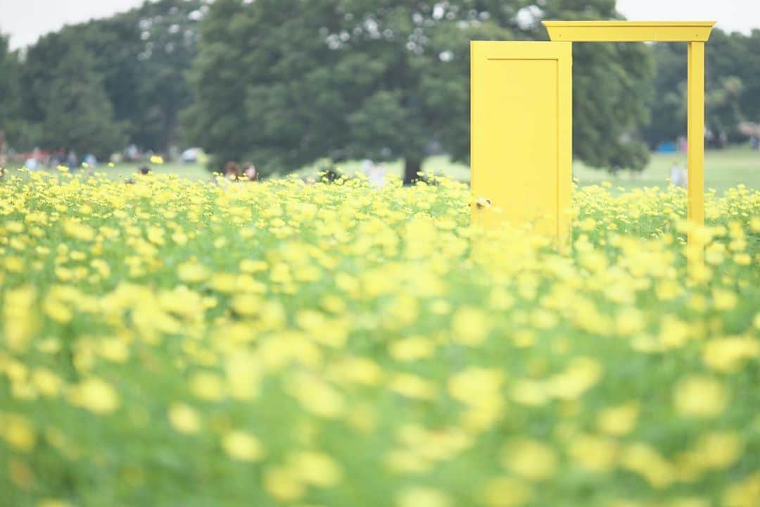 kiccyomuのインスタグラム：「☁️ 2020.09.03 Thu #昭和記念公園 #キバナコスモス の中の どこでもドア 横構図バージョン #レモンブライト のレモン色がイイよね〜😊 #心に花を  木曜日…今日も元気に🤗  location #東京 📷撮影 2020年08月16日」