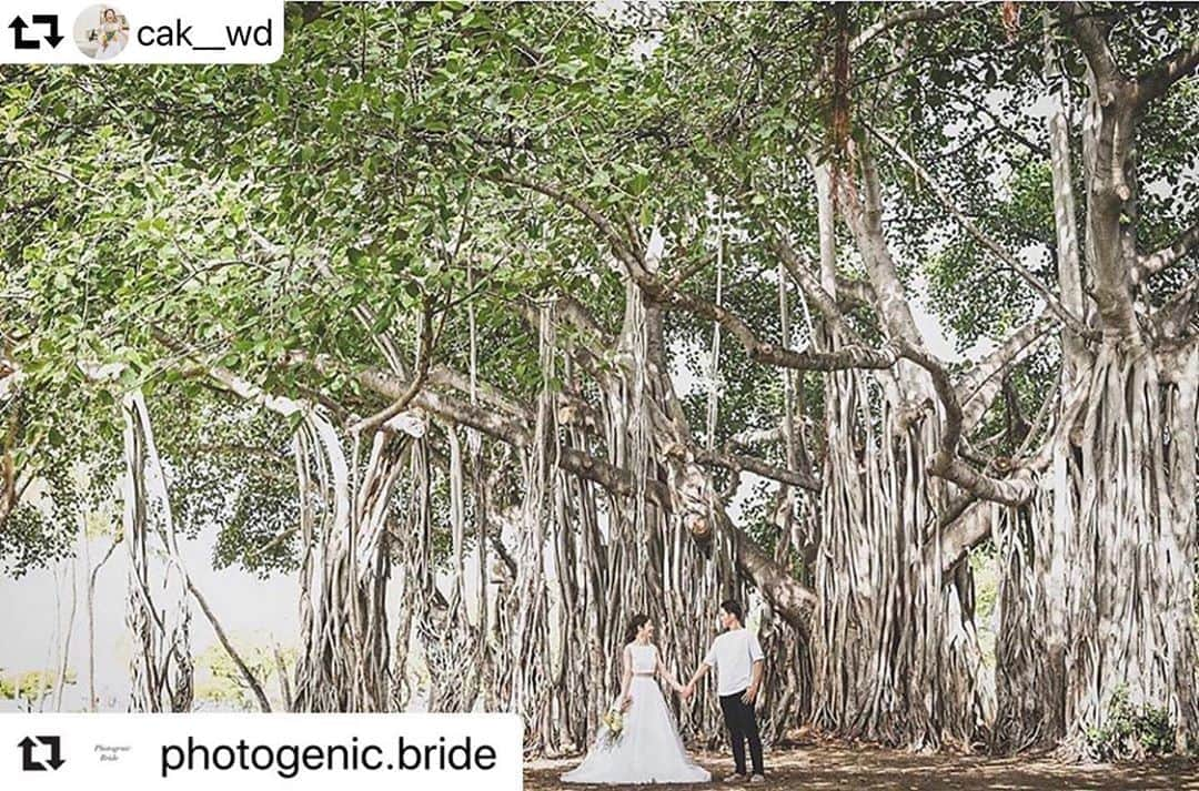 order dress カルリエ クチュールさんのインスタグラム写真 - (order dress カルリエ クチュールInstagram)「. 【Carlier Couture's bride】 amazing picture in Hawaii . repost from @cak__wd  thank you 💕 . repostのrepost😂 こんな壮大な自然でのロケフォト 最高です‼︎ . #repost @cak__wd ＊-------------------------------------------- すごく嬉しいことに、 @photogenic.bride さんにご紹介いただきました！ --------------------------------------------＊ . . それもこれも 撮影してくださった @juntagai_antologia さん ヘアメイクの @mai_makeupbygrace さん ドレスを作ってくださった @carlier_couture さん のおかげです♡ . . とっても素敵な写真でわたしも超お気に入りです🌲 . . #Repost @photogenic.bride with @make_repost ・ What a beautiful bride 👰💐・ ・ ・ 素敵な花嫁さまをご紹介しますっ！ ・ cak__wdさん(@cak__wd )✨・ ・ ハワイのアラモアナビーチパークで 前撮りをされたそう🌴📷 ・ ハワイの心地いい日差しと木々たち、 お2人のホワイトカラーコーデがマッチ💓 ・ とっても素敵ですね☺️✨ ・ ・ いまはまだ海外での撮影が難しい状況ですが… ・ いつか落ち着いた時に撮影できるように たくさんイメージを膨らませておきましょう🧡 ・ ・ ぜひ素敵な花嫁様を参考にしてみてくださいねっ👰💓 ・ ・ #日本中のプレ花嫁さんと繋がりたい  #プレ花嫁  #2020秋婚 #2020冬婚　 #ハワイウェディング  #スタジオアクア  #ウェディングフォト  #ヘアスタイル  #前撮り  #結婚式  #卒花嫁  #ロケーションフォト  #ウェディングニュース  #結婚式準備  #ウェディングフォトグラファー  #hawaiiwedding #hairmake #d_weddingphoto #igersjp #instagood #pics_jp #engagementphoto #teamJP #ig_wedding #prewedding #marry花嫁」9月3日 8時33分 - carlier_couture