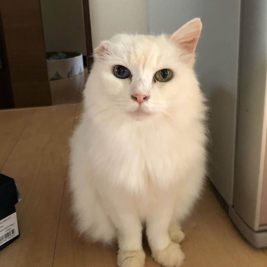 おーせさんのインスタグラム写真 - (おーせInstagram)「地上最強的にかわいいツンデレふわちゃん  ふわちゃんはラディアンテ静岡というボランティア団体さんが繋いでくれた命です。  福島から静岡へ♡  我が家に来て3年  今年になってから毎日のようにリビングへ降りてくるようになりました。  人間大好き♡  寝るときはぴたっとくっついて寝ます♡  猫や犬を家族に迎えようと考えている方  ぜひボランティア団体さんのことを気にかけてみてください。  ほんと、 あぁーこのこうちに来る子だぁー！！  っと運命を感じる子に出会える時があります。  家族ってほんと運命的に出会うんです！！←これほんと！！！！  @radiante.shizuoka   #白猫#長毛猫#譲渡猫#オッドアイ#ツンデレ#多頭飼い#whitecat#oddeyescat#longhaircat#猫好き#猫#おファルにゃん#森家のどうぶつ園」9月3日 19時45分 - oosedon