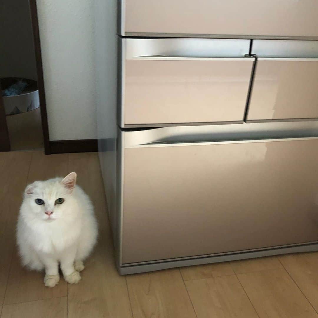 おーせさんのインスタグラム写真 - (おーせInstagram)「地上最強的にかわいいツンデレふわちゃん  ふわちゃんはラディアンテ静岡というボランティア団体さんが繋いでくれた命です。  福島から静岡へ♡  我が家に来て3年  今年になってから毎日のようにリビングへ降りてくるようになりました。  人間大好き♡  寝るときはぴたっとくっついて寝ます♡  猫や犬を家族に迎えようと考えている方  ぜひボランティア団体さんのことを気にかけてみてください。  ほんと、 あぁーこのこうちに来る子だぁー！！  っと運命を感じる子に出会える時があります。  家族ってほんと運命的に出会うんです！！←これほんと！！！！  @radiante.shizuoka   #白猫#長毛猫#譲渡猫#オッドアイ#ツンデレ#多頭飼い#whitecat#oddeyescat#longhaircat#猫好き#猫#おファルにゃん#森家のどうぶつ園」9月3日 19時45分 - oosedon