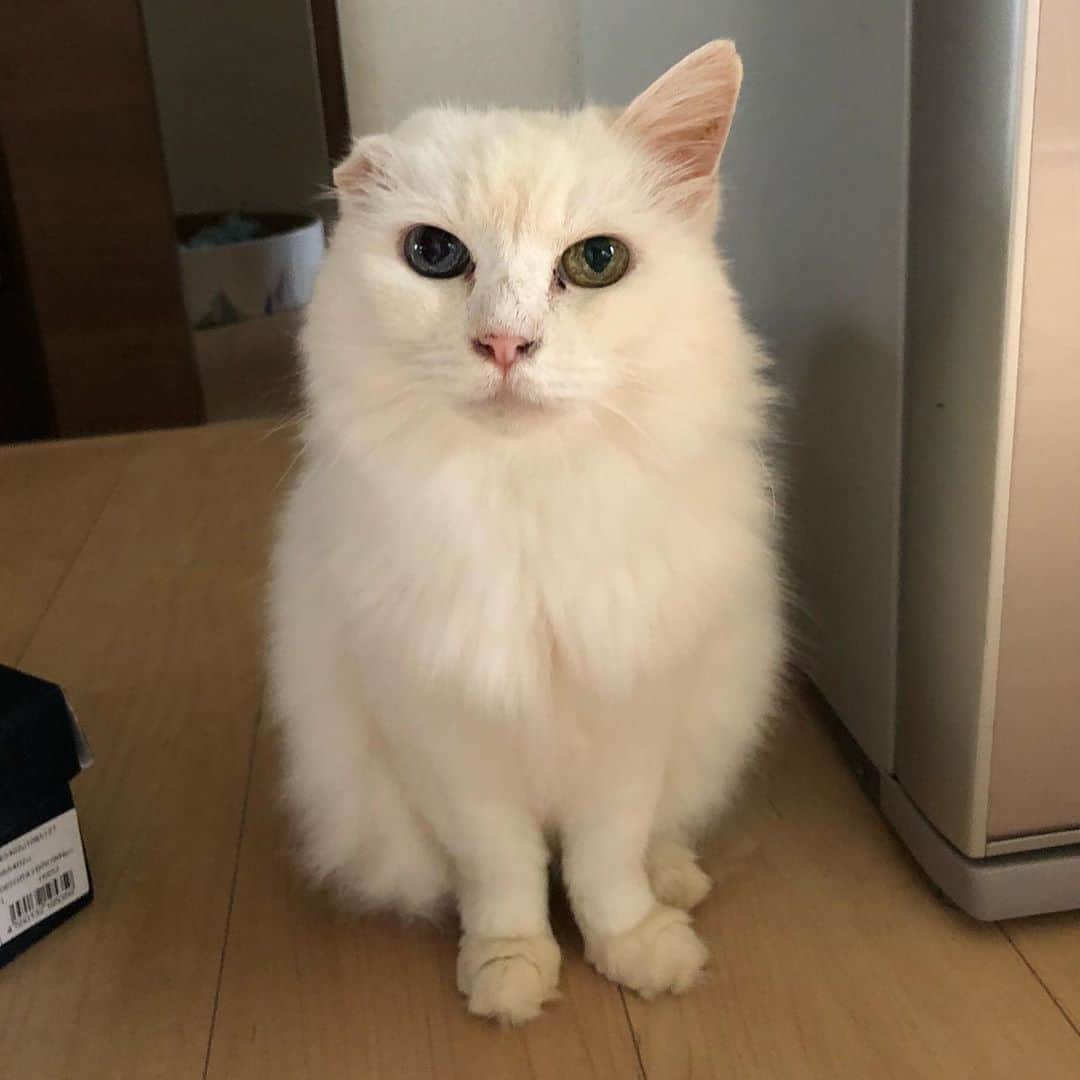 おーせさんのインスタグラム写真 - (おーせInstagram)「地上最強的にかわいいツンデレふわちゃん  ふわちゃんはラディアンテ静岡というボランティア団体さんが繋いでくれた命です。  福島から静岡へ♡  我が家に来て3年  今年になってから毎日のようにリビングへ降りてくるようになりました。  人間大好き♡  寝るときはぴたっとくっついて寝ます♡  猫や犬を家族に迎えようと考えている方  ぜひボランティア団体さんのことを気にかけてみてください。  ほんと、 あぁーこのこうちに来る子だぁー！！  っと運命を感じる子に出会える時があります。  家族ってほんと運命的に出会うんです！！←これほんと！！！！  @radiante.shizuoka   #白猫#長毛猫#譲渡猫#オッドアイ#ツンデレ#多頭飼い#whitecat#oddeyescat#longhaircat#猫好き#猫#おファルにゃん#森家のどうぶつ園」9月3日 19時45分 - oosedon