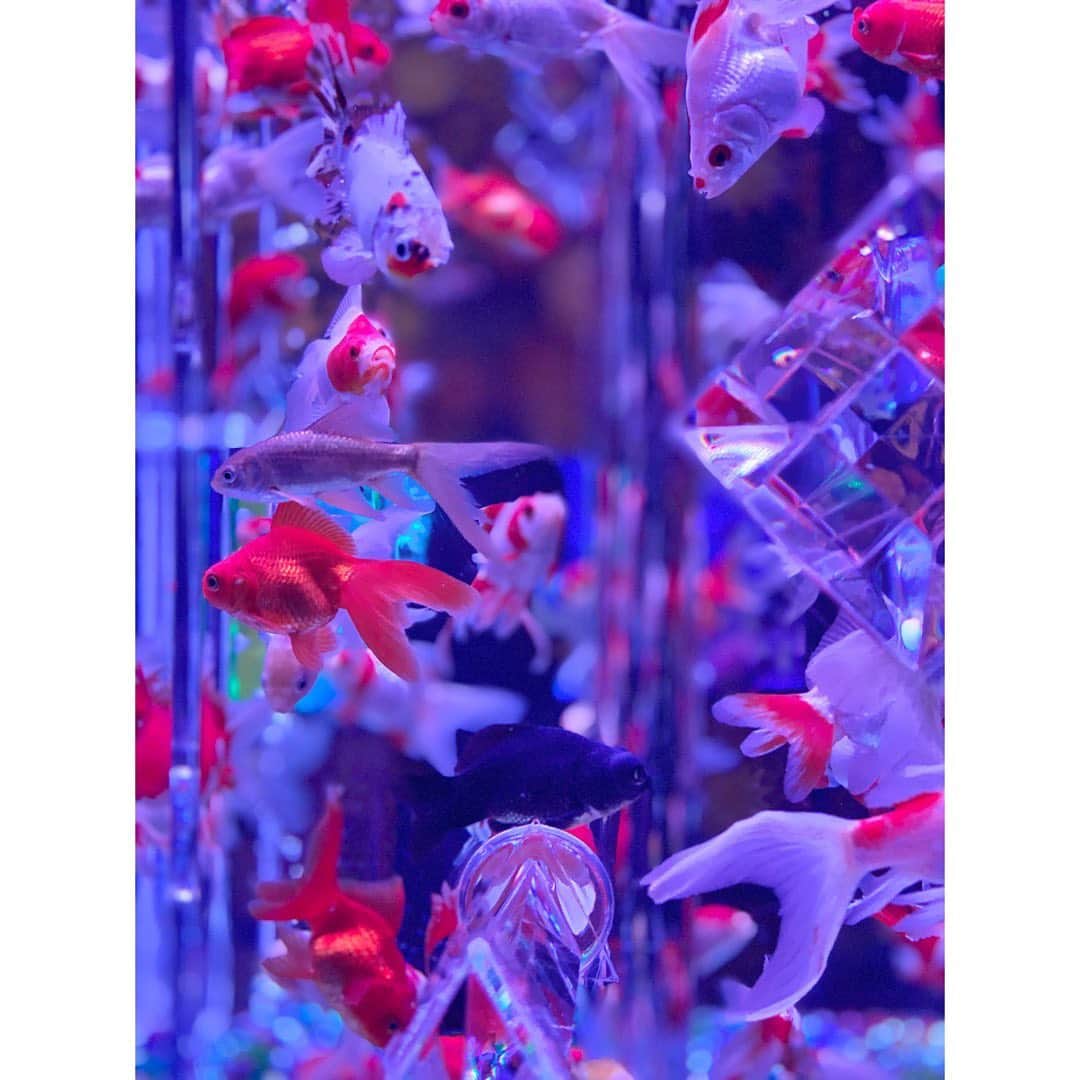 吉野史桜さんのインスタグラム写真 - (吉野史桜Instagram)「はぁーにゃんとアートアクアリウム行ってきた🎐✨  #アートアクアリウム #アートアクアリウム2020 #日本橋 #金魚 #夏」9月3日 18時16分 - shionyoshino