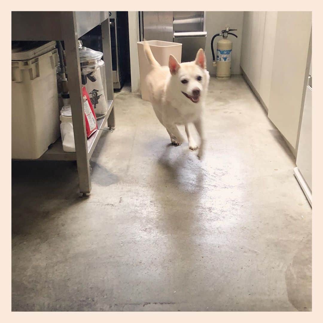 パンといっぴきのインスタグラム：「3周しました。  #元保護犬 #雑種犬 #crossbreed #mixdog #キップル14歳　#走る犬」