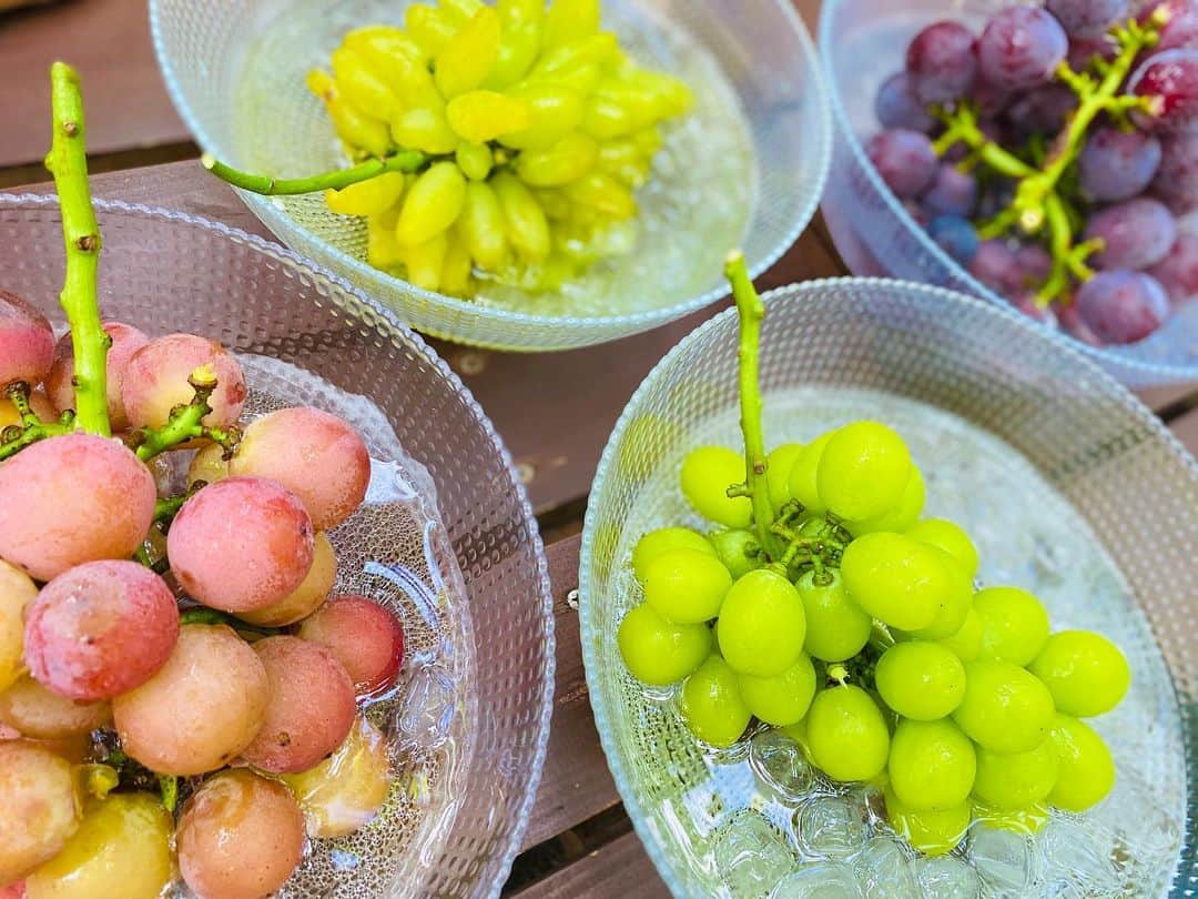 のインスタグラム：「本日　@tj_matsuyama  さんとの取材で　@yamasa.farm さんに翔太と行ってきました！！﻿ ﻿ 取材してるというより自分達が楽しみすぎて本当申し訳なかったです！笑﻿ ﻿ なによりたくさんのぶどうの種類があってシャインマスカットだけじゃない！！僕の一推しはゴールドフィンガーです！これはぜひ、みなさんにも食べてほしいです！！これは現地じゃないと食べれないのでぜひ食べてほしいです！！﻿ ﻿ そしてそして！！！！﻿ ヤマサファームさんでぶどう狩りするには、早めにこないとなくなるみたいです！﻿ なくなり次第終了なので、ぜひ早めに来てください！！﻿ ﻿ @orangevikings ﻿ @yamasa.farm ﻿ @tj_matsuyama ﻿ @shooota__22 ﻿ #愛媛オレンジバイキングス ﻿ #ヤマサファーム﻿ #タウン情報まつやま ﻿ #ゴールドフィンガー」