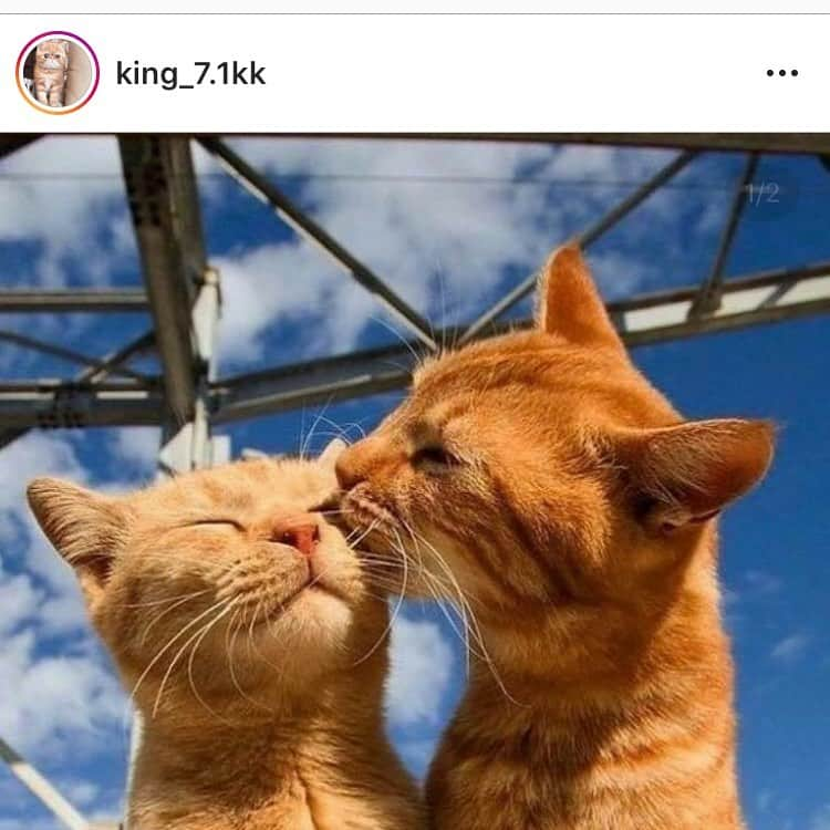 久保田和靖さんのインスタグラム写真 - (久保田和靖Instagram)「事件です。  私の猫専用のインスタが 乗っ取られました。  しかも 勝手に投稿されてます。  許せない。  写真も全部消されてる。  誰か助けてください。  @king_7.1kk  17万3千人の皆様！ 一致団結でこいつから 取り返してください！  まじ許さん戦争じゃ！  #どっち乗っ取りしてんねん #許さない」9月3日 18時26分 - kubotakazunobu