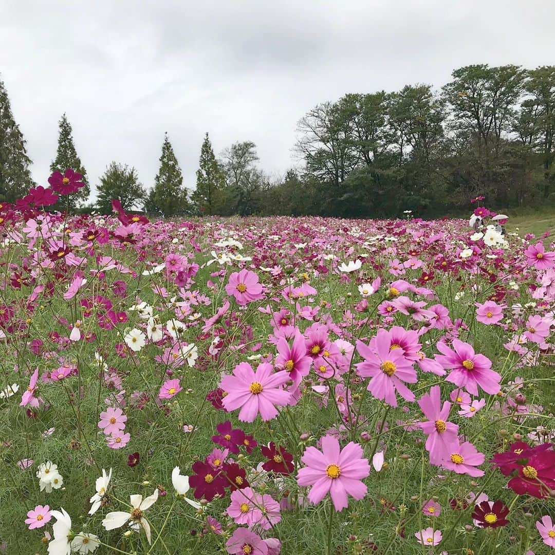 笹井千織さんのインスタグラム写真 - (笹井千織Instagram)9月3日 18時41分 - chiwori___