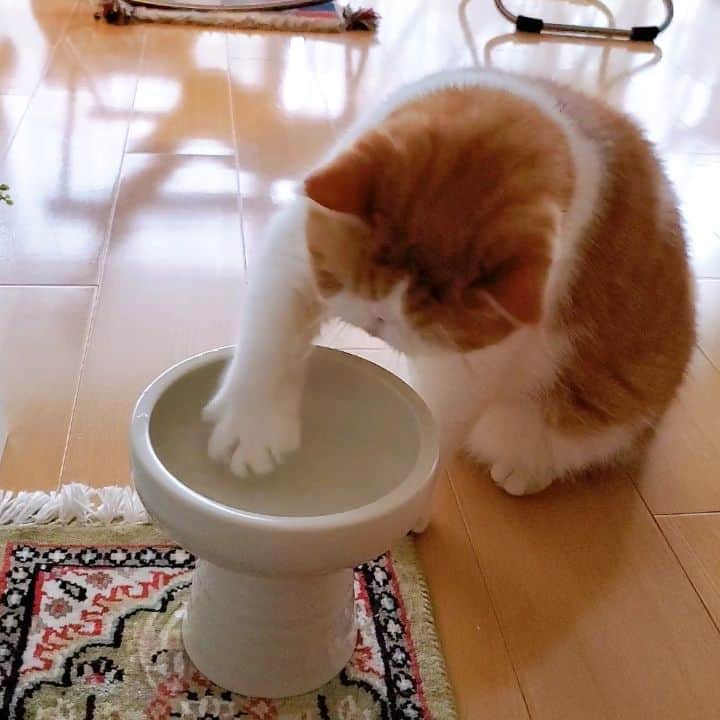 のインスタグラム：「🐯 こうやって～ おみずまじぇまじぇしながら 手ってで飲むと おみじゅ美味しいにゃぽよ♥️ ・ ・ ・ #猫動画#pecotv」