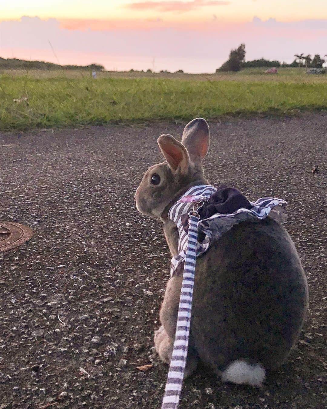 Kayoのインスタグラム：「ある日の夕涼み🎐 ・ ・ いっときは酸素室の手配も検討したんやなぁ‥と、しみじみ。 さくぽん、よんなー過ごそな♡」