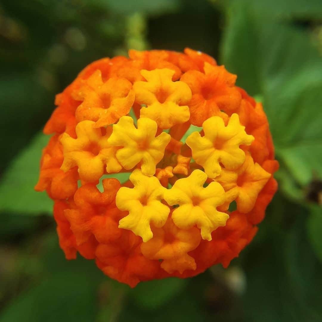Be.okinawaさんのインスタグラム写真 - (Be.okinawaInstagram)「Lantana is called “shichihenge” in Japanese which literally means “seven changes” or various changes. As the name indicates, the changing of colors is fascinating.  The flower blooms dashingly but yet is lovely and has been adored by Okinawan people from a long time ago. We hope you remember Okinawa when you see lantana in your town.  📍: Tropical Dream Center 📷: @aito_toyoake Thank you for the beautiful picture!  We look forward to welcoming you when things settle down. Stay safe! #okinawaathome #staysafe  Tag your own photos from your past memories in Okinawa with #visitokinawa / #beokinawa to give us permission to repost!  #ランタナ #Lantana #flowerstagram #flowerphotography #gardening #花園 #정원 #japan #travelgram #instatravel #okinawa #doyoutravel #japan_of_insta #passportready #japantrip #traveldestination #okinawajapan #okinawatrip #沖縄 #沖繩 #오키나와 #旅行 #여행 #打卡 #여행스타그램」9月3日 19時00分 - visitokinawajapan