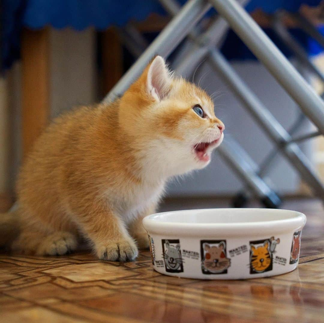 Hosicoさんのインスタグラム写真 - (HosicoInstagram)「Baby Hosico: Mom! I want to eat! 👶 #tbt」9月3日 19時00分 - hosico_cat