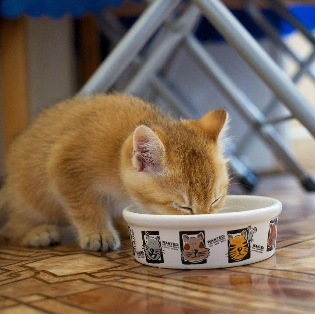 Hosicoさんのインスタグラム写真 - (HosicoInstagram)「Baby Hosico: Mom! I want to eat! 👶 #tbt」9月3日 19時00分 - hosico_cat
