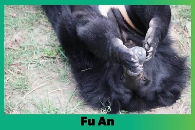 ジョー・チェン（Joe Chen）さんのインスタグラム写真 - (ジョー・チェン（Joe Chen）Instagram)「🐻 成都的月熊寶貝中心 （亞洲動物基金AAF） 每一年都會寄福安的資料和照片給我，牠的身體健康狀況，牠的照片. 福安沒有正確的出生日期 牠是2013年被救回來的，當時牠看起來比較年輕，估計牠現在也就十幾歲～ 希望大家多多關心月熊 堅決不購買任何月熊膽汁月熊商品 支持養育月熊計劃 福安～要健康的長大喔❤️  #月熊  #月熊寶貝」9月3日 19時07分 - iam_joechen