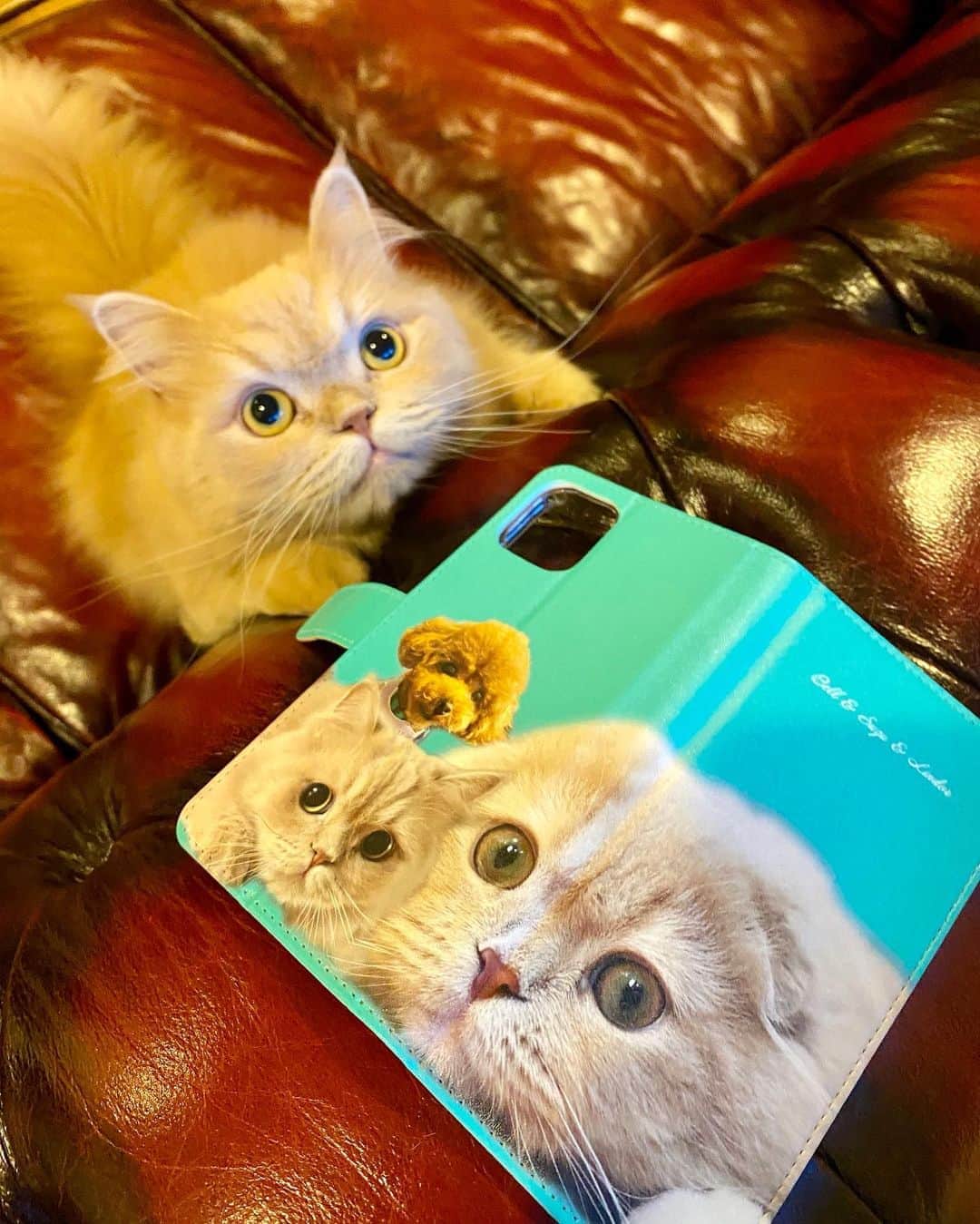 ベルのインスタグラム