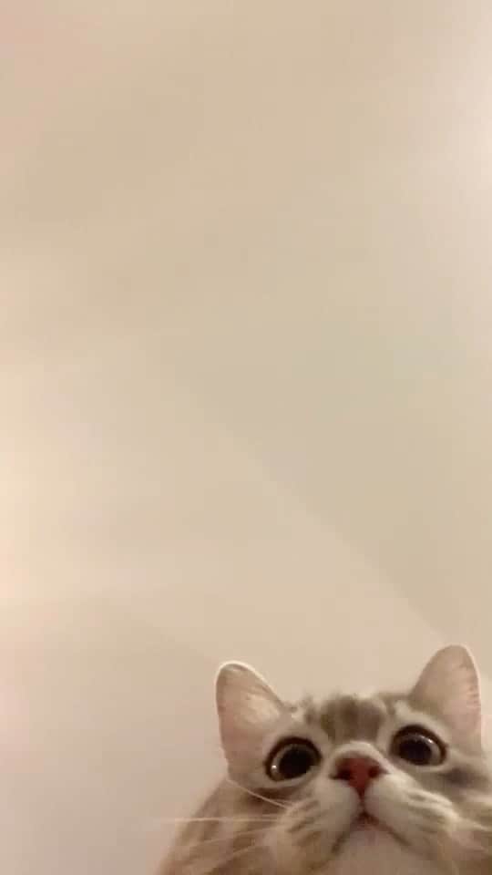 nocoaのインスタグラム：「． お腹がぽにょ ． #ロイサラ成長記録  #nocoa動画#catvideo#猫動画」