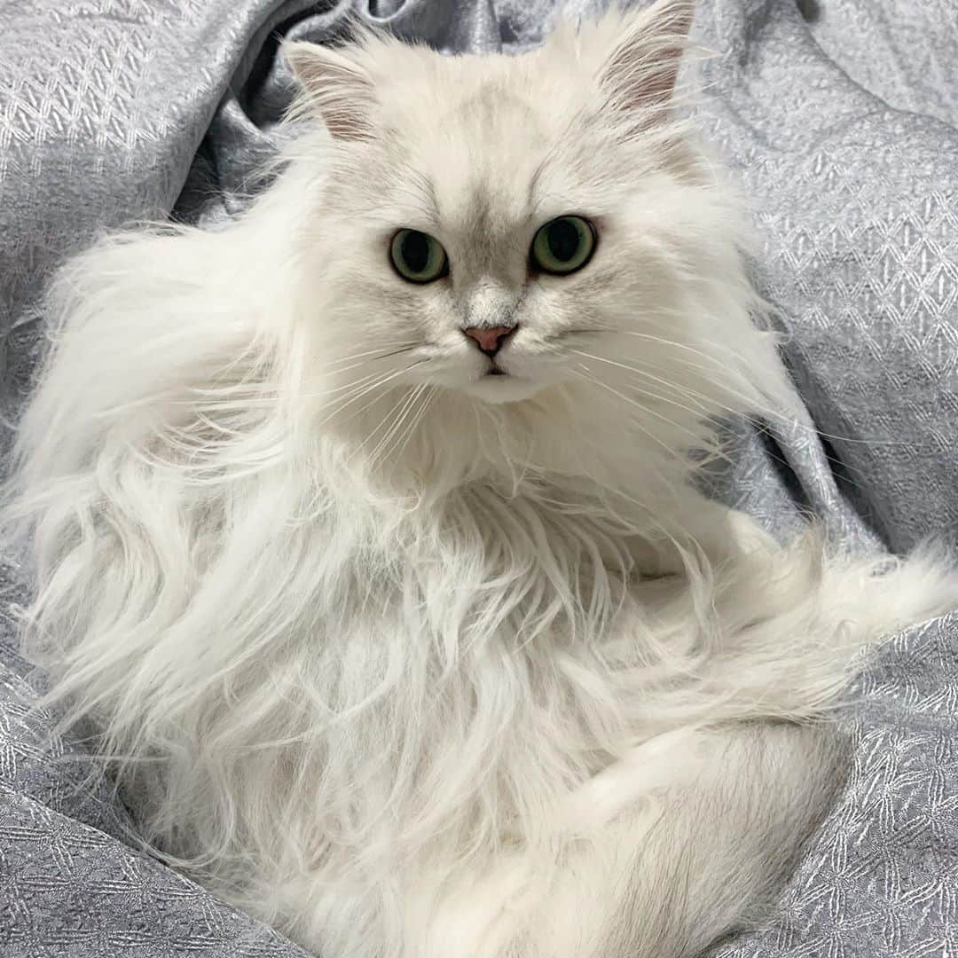 후추네큰언니のインスタグラム：「대박 어제 후추 생일이었는데 언니가 모르고 지나감... 😳...  울 후추도 이제 6살 고냥이...  언니랑 생축하자 ㅠㅠ 이번주에 하쟈 ㅜㅠ  내새뀨 생일 츄카해 ㅜㅠ  . . . . . #후추  #고양이  #냥스타그램 #캣스타그램  #Hoochu #Hoochuthecat #cat #cats #catstagram #catsofinstagram #topcatphoto #bestmeow #ilovecat #cute #fluffy #petstagram #instacats」