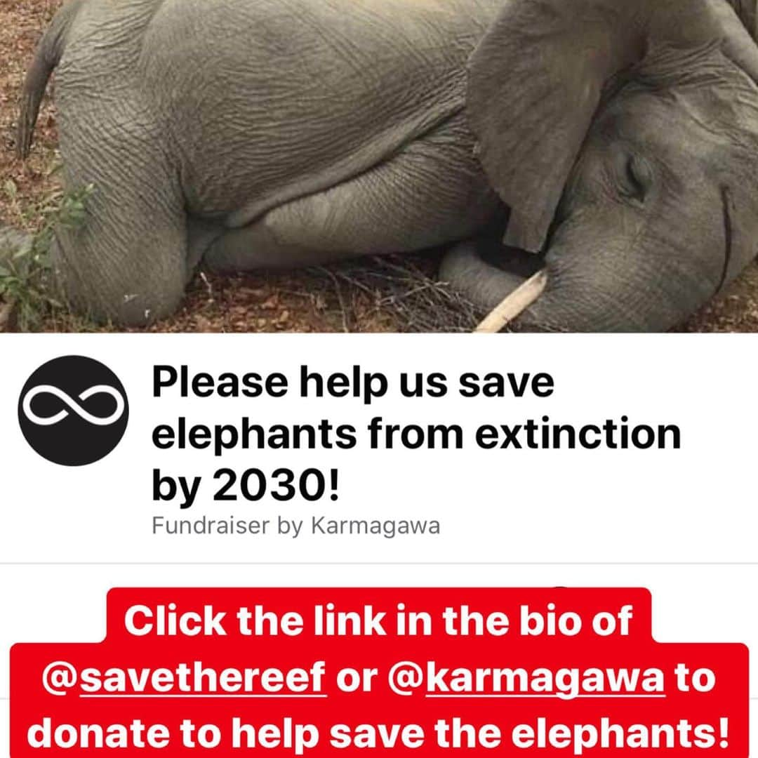 ティモシー・サイクスさんのインスタグラム写真 - (ティモシー・サイクスInstagram)「⚠️WARNING: GRAPHIC IMAGES⚠️ Repost from @karmagawa HELP US EXPOSE THE TRUTH BEHIND ELEPHANT POACHING: AN ESTIMATED 100 AFRICAN ELEPHANTS ARE BRUTALLY SLAUGHTERED EACH DAY BY POACHERS SEEKING IVORY, MEAT AND BODY PARTS SO THEIR POPULATION HAS DROPPED 62% IN THE LAST DECADE ALONE AND IF THIS CONTINUES THEY WILL BE EXTINCT BY 2030! We MUST not let that happen and instead work together to protect these magnificent creatures and spread awareness about how urgent this crisis RIGHT NOW so please share this important post with your followers and tag people, celebrities and influencers who need to see it and share too and click the link in the @karmagawa or @savethereef bio to support our new fundraiser to save elephants as we’re proud to donate 100% of funds received to great charities like @sheldricktrust @trunksupofficial and @ifawglobal to protect these beautiful animals, but we need everyone’s help to stop the savage killing of elephants and prevent them from going extinct by 2030! Video by @wildlifeplanet #savetheelephants #elephantlove #stoppoaching #karmagawa」9月3日 10時56分 - timothysykes