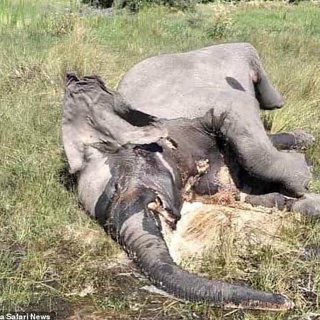 ティモシー・サイクスさんのインスタグラム写真 - (ティモシー・サイクスInstagram)「⚠️WARNING: GRAPHIC IMAGES⚠️ Repost from @karmagawa HELP US EXPOSE THE TRUTH BEHIND ELEPHANT POACHING: AN ESTIMATED 100 AFRICAN ELEPHANTS ARE BRUTALLY SLAUGHTERED EACH DAY BY POACHERS SEEKING IVORY, MEAT AND BODY PARTS SO THEIR POPULATION HAS DROPPED 62% IN THE LAST DECADE ALONE AND IF THIS CONTINUES THEY WILL BE EXTINCT BY 2030! We MUST not let that happen and instead work together to protect these magnificent creatures and spread awareness about how urgent this crisis RIGHT NOW so please share this important post with your followers and tag people, celebrities and influencers who need to see it and share too and click the link in the @karmagawa or @savethereef bio to support our new fundraiser to save elephants as we’re proud to donate 100% of funds received to great charities like @sheldricktrust @trunksupofficial and @ifawglobal to protect these beautiful animals, but we need everyone’s help to stop the savage killing of elephants and prevent them from going extinct by 2030! Video by @wildlifeplanet #savetheelephants #elephantlove #stoppoaching #karmagawa」9月3日 10時56分 - timothysykes