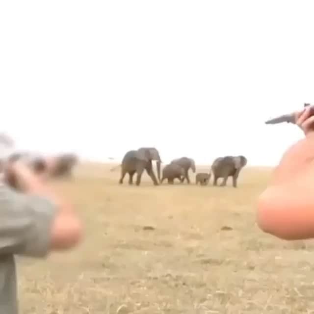 ティモシー・サイクスのインスタグラム：「⚠️WARNING: GRAPHIC IMAGES⚠️ Repost from @karmagawa HELP US EXPOSE THE TRUTH BEHIND ELEPHANT POACHING: AN ESTIMATED 100 AFRICAN ELEPHANTS ARE BRUTALLY SLAUGHTERED EACH DAY BY POACHERS SEEKING IVORY, MEAT AND BODY PARTS SO THEIR POPULATION HAS DROPPED 62% IN THE LAST DECADE ALONE AND IF THIS CONTINUES THEY WILL BE EXTINCT BY 2030! We MUST not let that happen and instead work together to protect these magnificent creatures and spread awareness about how urgent this crisis RIGHT NOW so please share this important post with your followers and tag people, celebrities and influencers who need to see it and share too and click the link in the @karmagawa or @savethereef bio to support our new fundraiser to save elephants as we’re proud to donate 100% of funds received to great charities like @sheldricktrust @trunksupofficial and @ifawglobal to protect these beautiful animals, but we need everyone’s help to stop the savage killing of elephants and prevent them from going extinct by 2030! Video by @wildlifeplanet #savetheelephants #elephantlove #stoppoaching #karmagawa」