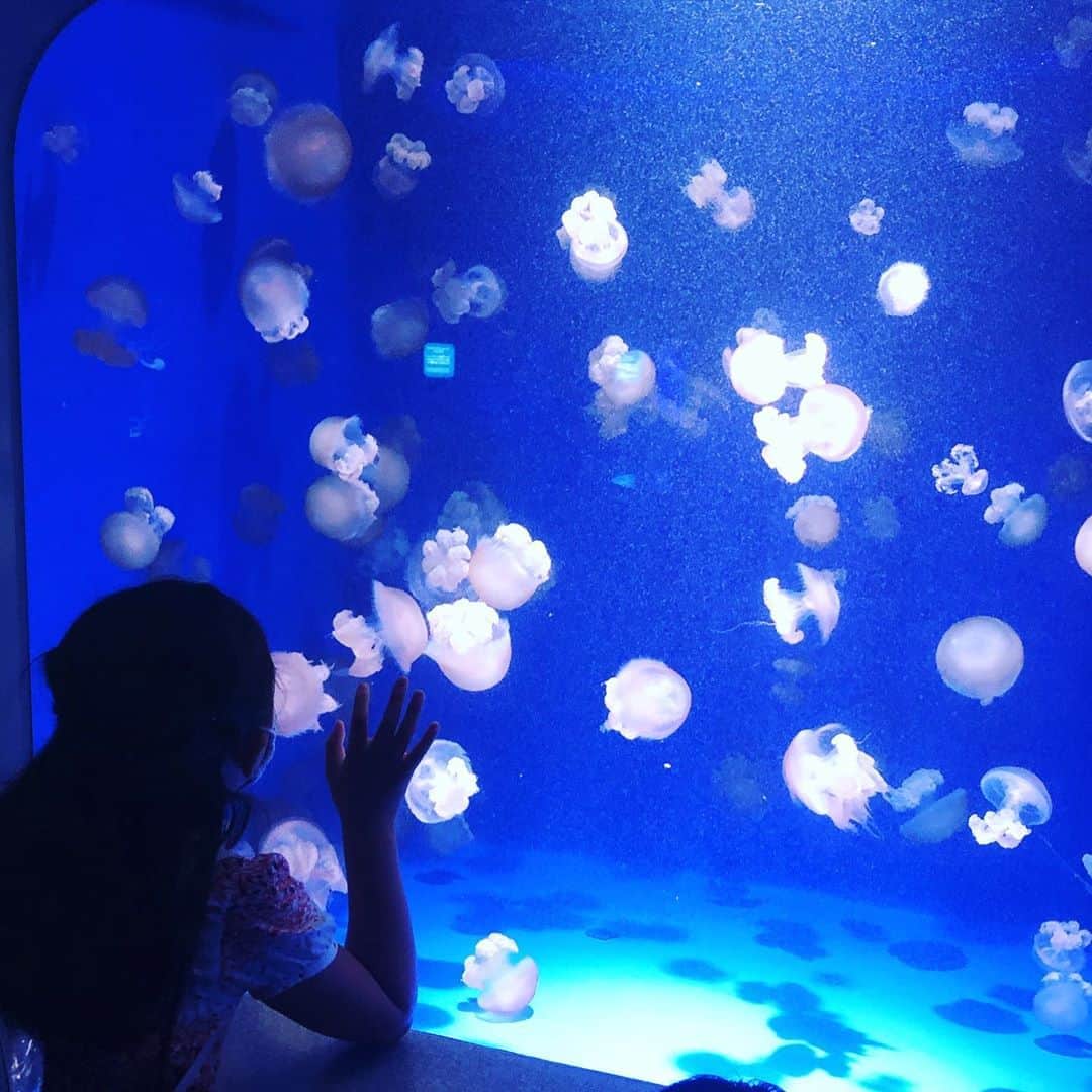 筧沙奈恵さんのインスタグラム写真 - (筧沙奈恵Instagram)「新江ノ島水族館に行ってきました🐟 ・ 海の生き物、特に深海生物にハマっている娘。えのすいは深海生物コーナーが充実していて、すごくよかった😍 ・ 入場規制はしていませんでしたが、そこまで混んでいる感じはなく、安心して回ることができました👍イルカショーとお土産屋さんは人が集中する分、混んでいる感じがしました。 ・ キラキラ光る魚、ふわふわ漂うクラゲなど見ていて癒されました✨ ・ 生きているオウムガイやダイオウグソクムシ、娘が憧れているシーラカンスの化石も😍 ・ 図鑑では見ていましたが「意外とちいさいねー！」とビックリな娘。やっぱり自分の目で見て感じるって大切だなーと思いました😌 ・ #新江ノ島水族館　#えのすい　#enosui #水族館　#aquarium #子連れお出かけ　#お出かけ　#家族写真　#2児ママ」9月3日 10時48分 - sanaekakei
