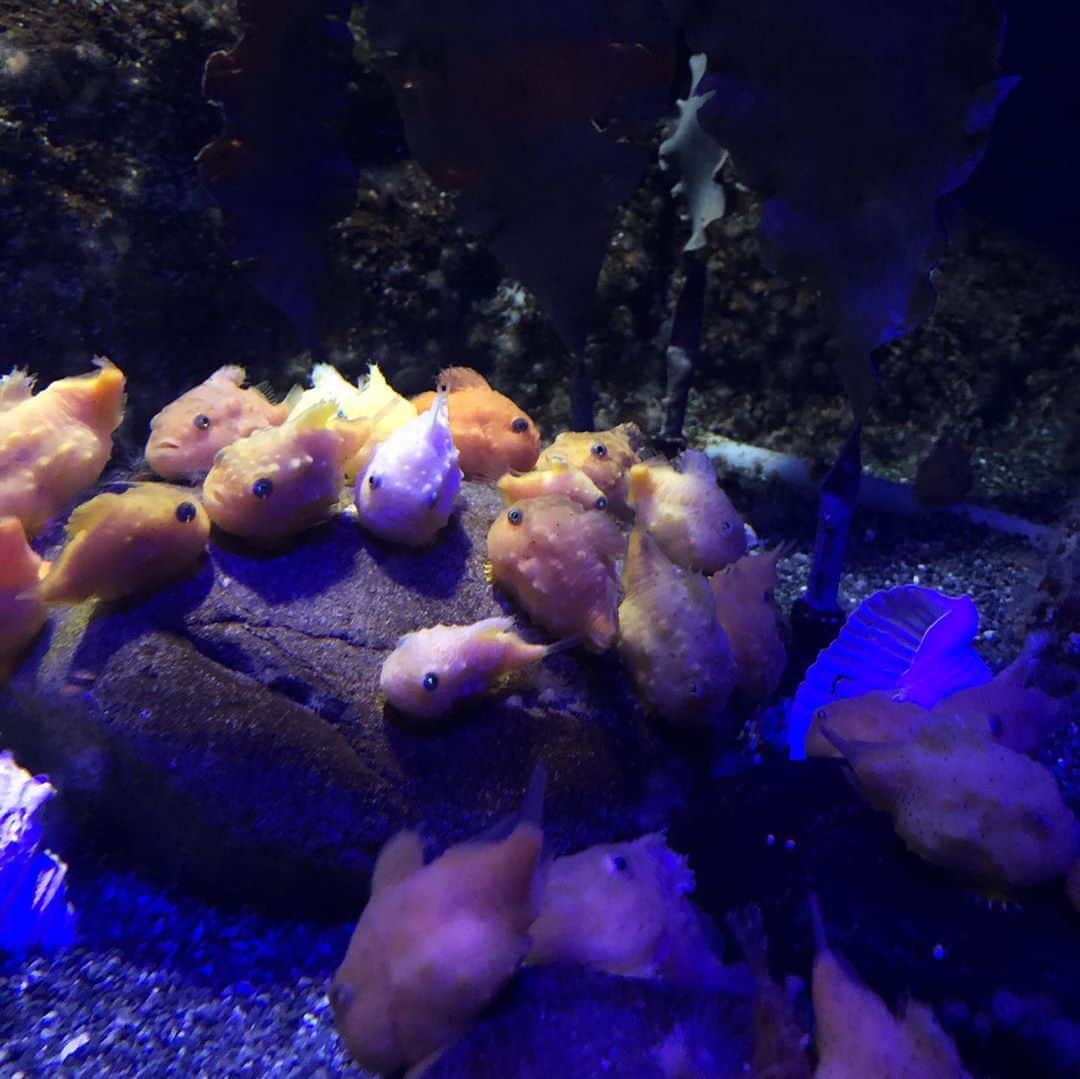筧沙奈恵さんのインスタグラム写真 - (筧沙奈恵Instagram)「新江ノ島水族館に行ってきました🐟 ・ 海の生き物、特に深海生物にハマっている娘。えのすいは深海生物コーナーが充実していて、すごくよかった😍 ・ 入場規制はしていませんでしたが、そこまで混んでいる感じはなく、安心して回ることができました👍イルカショーとお土産屋さんは人が集中する分、混んでいる感じがしました。 ・ キラキラ光る魚、ふわふわ漂うクラゲなど見ていて癒されました✨ ・ 生きているオウムガイやダイオウグソクムシ、娘が憧れているシーラカンスの化石も😍 ・ 図鑑では見ていましたが「意外とちいさいねー！」とビックリな娘。やっぱり自分の目で見て感じるって大切だなーと思いました😌 ・ #新江ノ島水族館　#えのすい　#enosui #水族館　#aquarium #子連れお出かけ　#お出かけ　#家族写真　#2児ママ」9月3日 10時48分 - sanaekakei