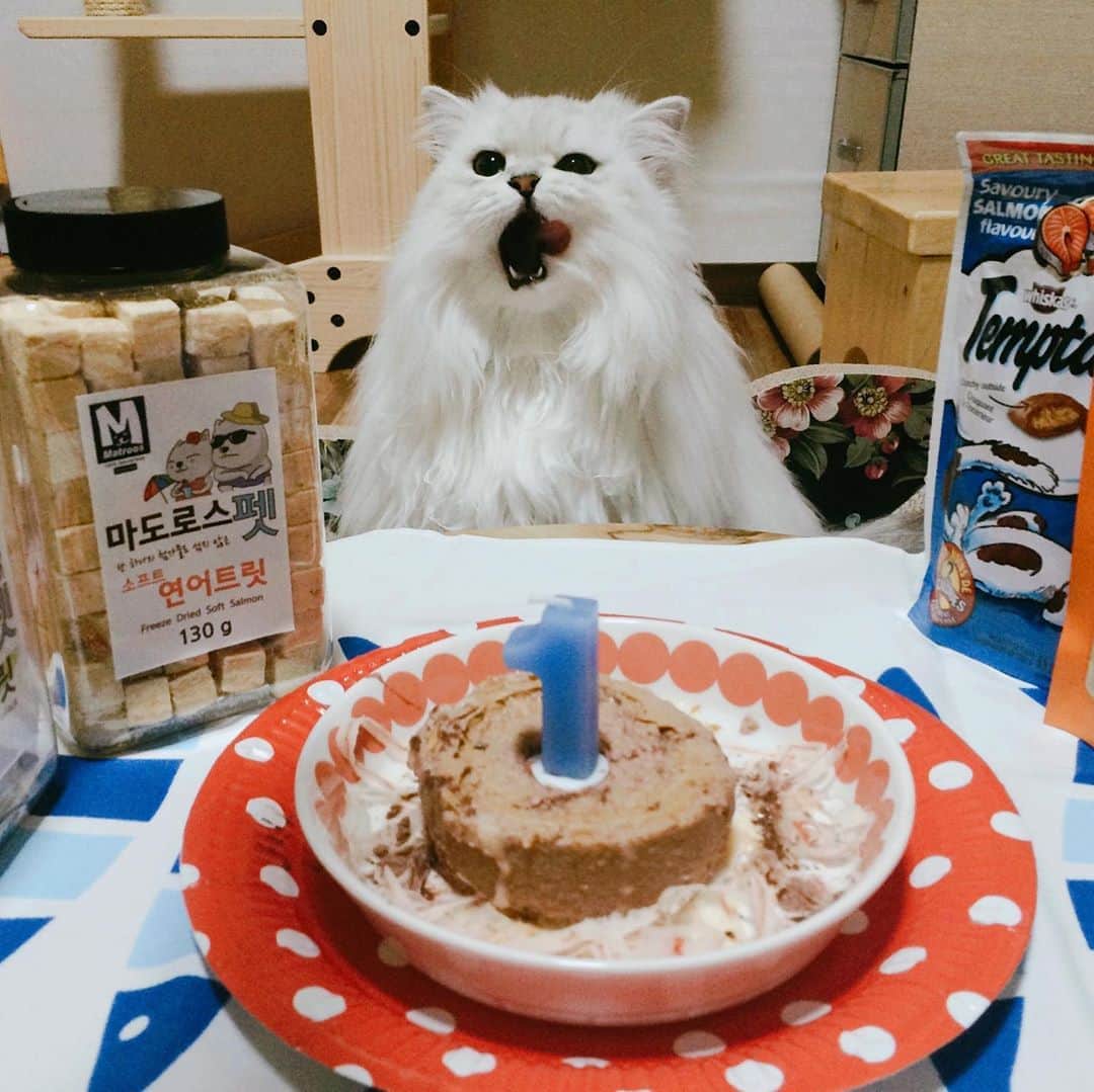 후추네큰언니のインスタグラム：「매년 생일때마다 호들갑 떨면서 준비해줬었는데 올해는 왜 까먹었지 언니가 미안해 ㅜㅜ 흑흑 후추야 그래도 언니는 널 사랑해 🥰 늦었어도 생일파티 하쟝 🥳 . . . . . #후추  #고양이  #냥스타그램 #캣스타그램  #Hoochu #Hoochuthecat #cat #cats #catstagram #catsofinstagram #topcatphoto #bestmeow #ilovecat #cute #fluffy #petstagram #instacats」