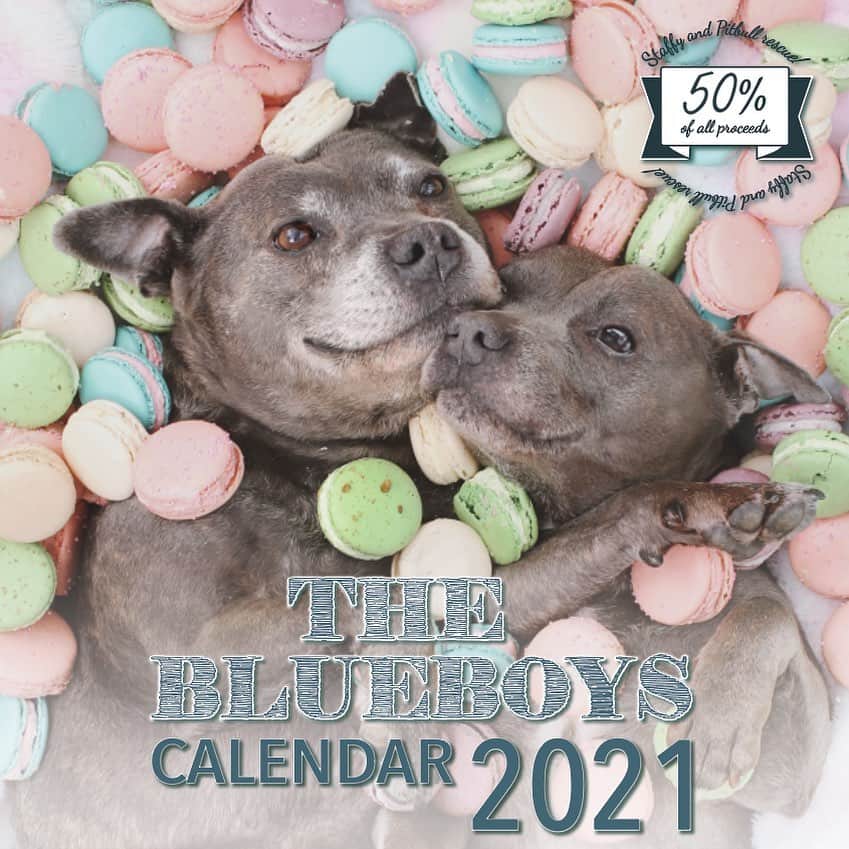 DARREN&PHILLIPさんのインスタグラム写真 - (DARREN&PHILLIPInstagram)「✨Huge announcement! ✨ Our 2021 Blueboys calendar goes on sale next Thursday!! 😱👏🏻😍😱👏🏻 We are so excited!! 😁😁😁 For those that are new to our page, each year we create a wall calendar of our boys for dog lovers all over the world to enjoy. We started making our calendar seven years ago, with the intention to show the world the true nature of staffies. In that time we’ve had thousands of comments from fans all over the world that say this calendar brings so much joy to them and the people that see it on their wall. This calendar is filled with super cute and silly Staffy images that will lift up any space and warm your heart. Seven years ago when we started out, we decided we would donate 10% of the proceeds to Staffy rescue to try to make a difference to some less fortunate staffies too, and since seeing the impact our donations made to dogs in need, we quickly grew that donation to 20% of all proceeds made from every item we sell here and at @darrenandphillip  So far, since starting this calendar, our brand @darrenandphillip and introducing our yearly Christmas fundraiser, we have been able to raise over half a million dollars for dogs that need it! This year though, our goal is to double what we donated last year, and spread the donations around to more rescues, so we’ve increased our donations from this calendar to 50% of all proceeds! We’re so excited for next week when you can get your own calendar and be a part of our mission to raise awareness for staffies whilst also helping so many others ♥️  This year has been a challenging year with making our calendar, we did it all in lockdown and had to be incredibly creative! We made and built almost all of the props ourselves and have written the cutest little captions from the boys to accompany each photo in the calendar. Last year, you guys loved our bonus stickers so much that we’ve got some new ones for you this year! We cannot wait for you to see it! 😍😍♥️♥️♥️」9月3日 11時02分 - the_blueboys