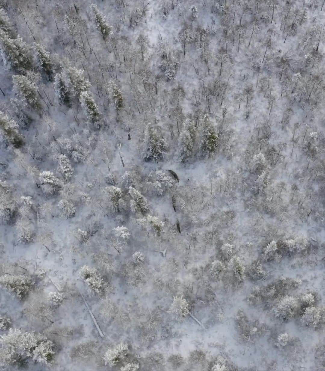 のインスタグラム：「Video by @bertiegregory  A grey wolf pack slinks through a forest on the west coast of the Hudson Bay, Canada. They were on the hunt for moose. Because of the harsh conditions and relatively low prey density, the wolf packs here have enormous territories and can roam 1,000 square miles (2,500 sq km) in search of prey. Follow @bertiegregory for more wildlife adventures. #wildlife #animals #wolves #wolf #snow」