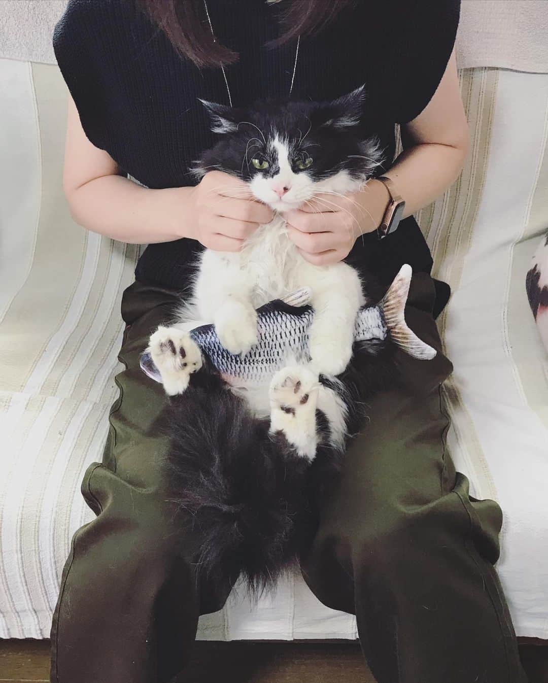 もじゃころのインスタグラム：「ばんどぅきゅん、やっぱり小さいワンチャン🐶だなぁ…🥺🥺🥺なかなか大きくならない…ばんどぅきゅん…  #坂東玉隠しシャシャ丸  #あいちゃんの膝の上  #毎日が悪夢の水曜日」