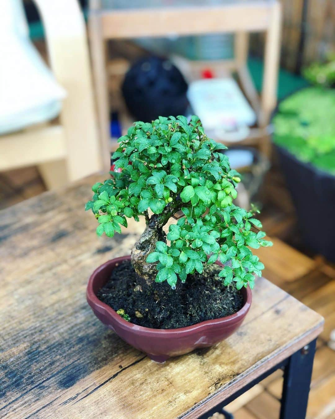 金成公信さんのインスタグラム写真 - (金成公信Instagram)「コマユミがだいぶ良い。#盆栽 #bonsai #bonsaijapan #japanesebonsai #wabisabi #bonsailovers #bonsailife #bonsaitree #bonsaiart #bonsaigram #bonsaiworld #plants #tree #greenlife #greenlifestyle #苔 #moss #睡蓮 #睡蓮鉢 #ビオトープ #biotope #メダカ #waterlilybowls」9月3日 11時48分 - bonsai_chiba