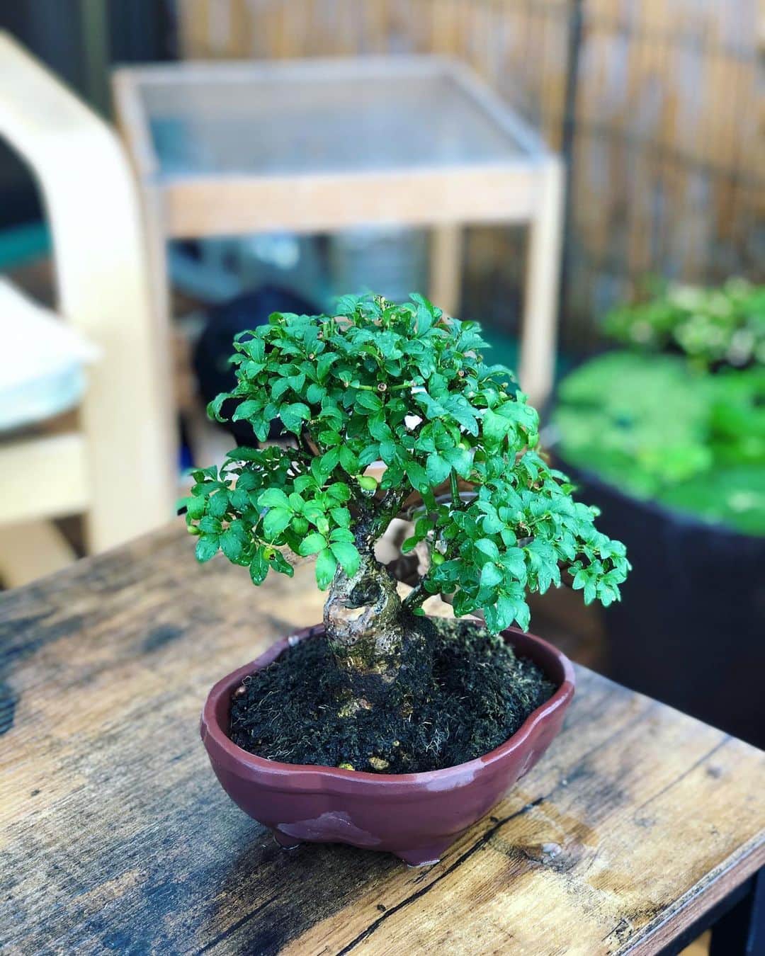 金成公信のインスタグラム：「コマユミがだいぶ良い。#盆栽 #bonsai #bonsaijapan #japanesebonsai #wabisabi #bonsailovers #bonsailife #bonsaitree #bonsaiart #bonsaigram #bonsaiworld #plants #tree #greenlife #greenlifestyle #苔 #moss #睡蓮 #睡蓮鉢 #ビオトープ #biotope #メダカ #waterlilybowls」