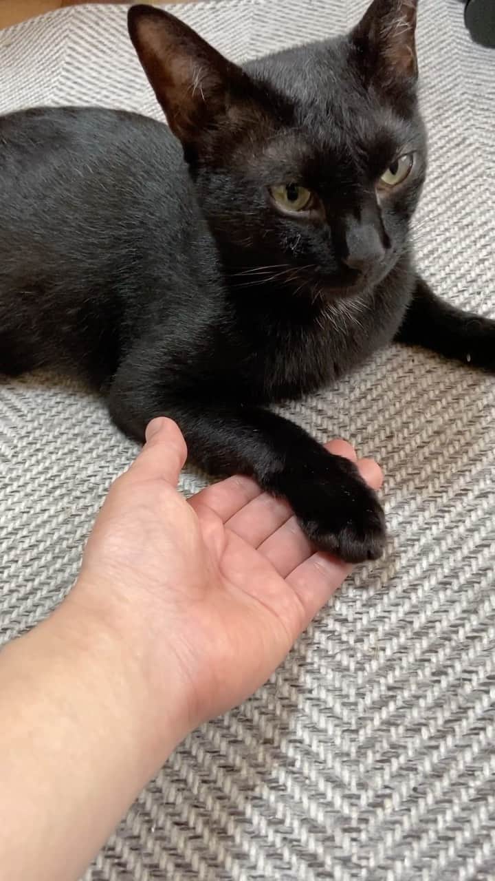 のインスタグラム：「Kuromitu, may I be your friend?」